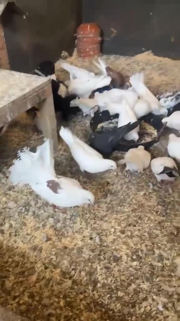 Pigeons birds for sale: Pure white doves & fantail  - Video 1