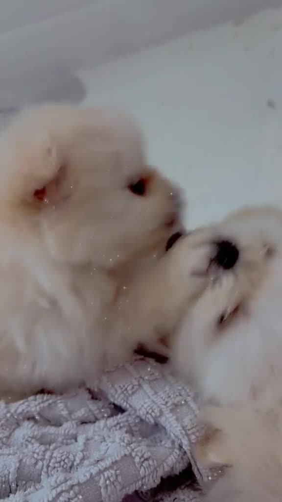 Pomeranian dogs for sale: 5 beautiful pomeranian puppy’s 💖💙 in Royston - Video 3