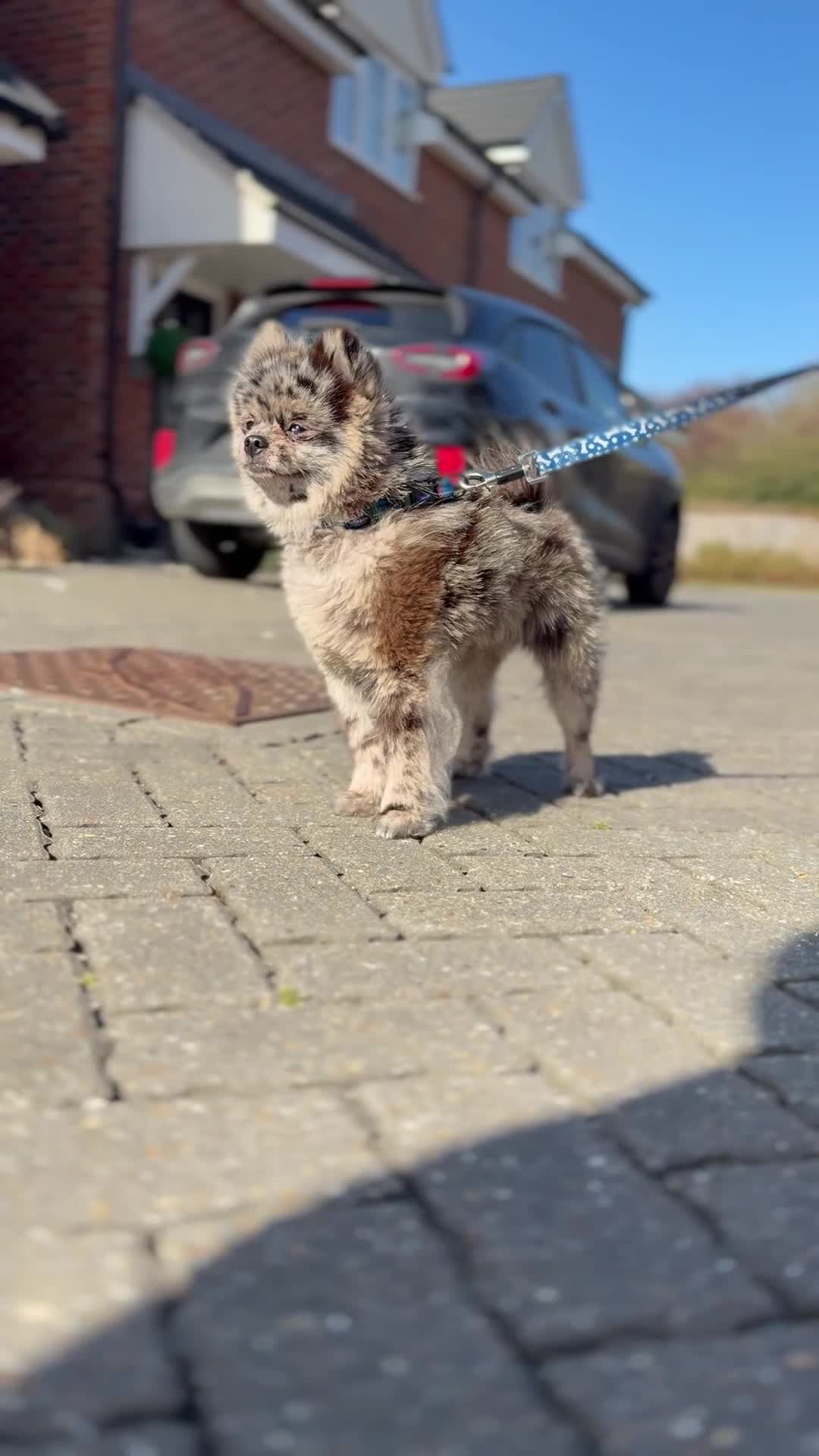 Pomeranian dogs for stud: MONKEY silver Merle for stud  - Video 1