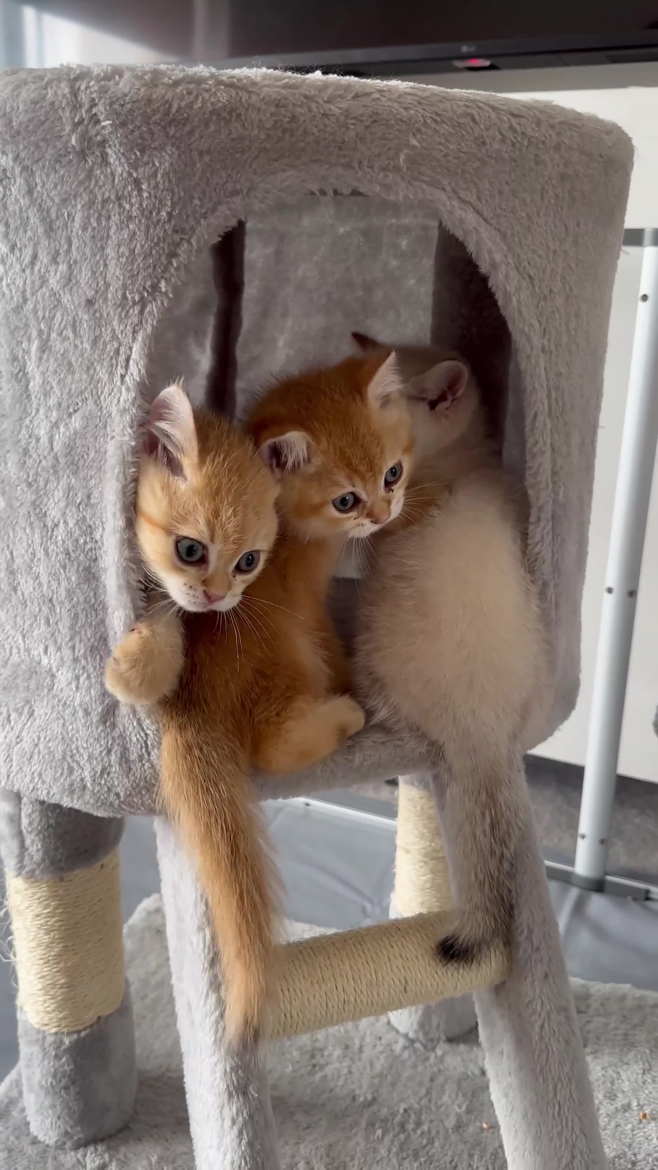 British Shorthair cats for sale:  Stunning chocolate golden British Shorthairs - Video 3