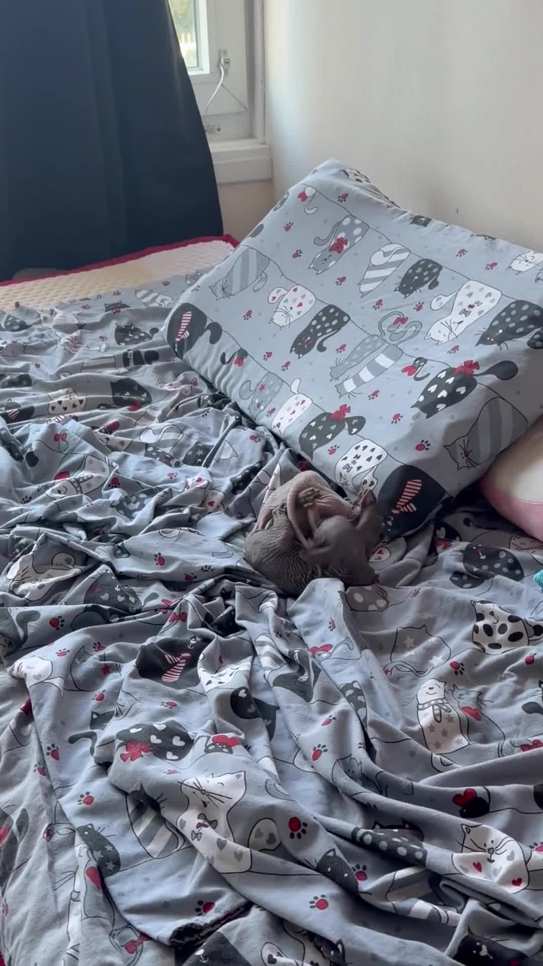 Sphynx cats for sale: New Sphynx Litter Available Now! - Video 2