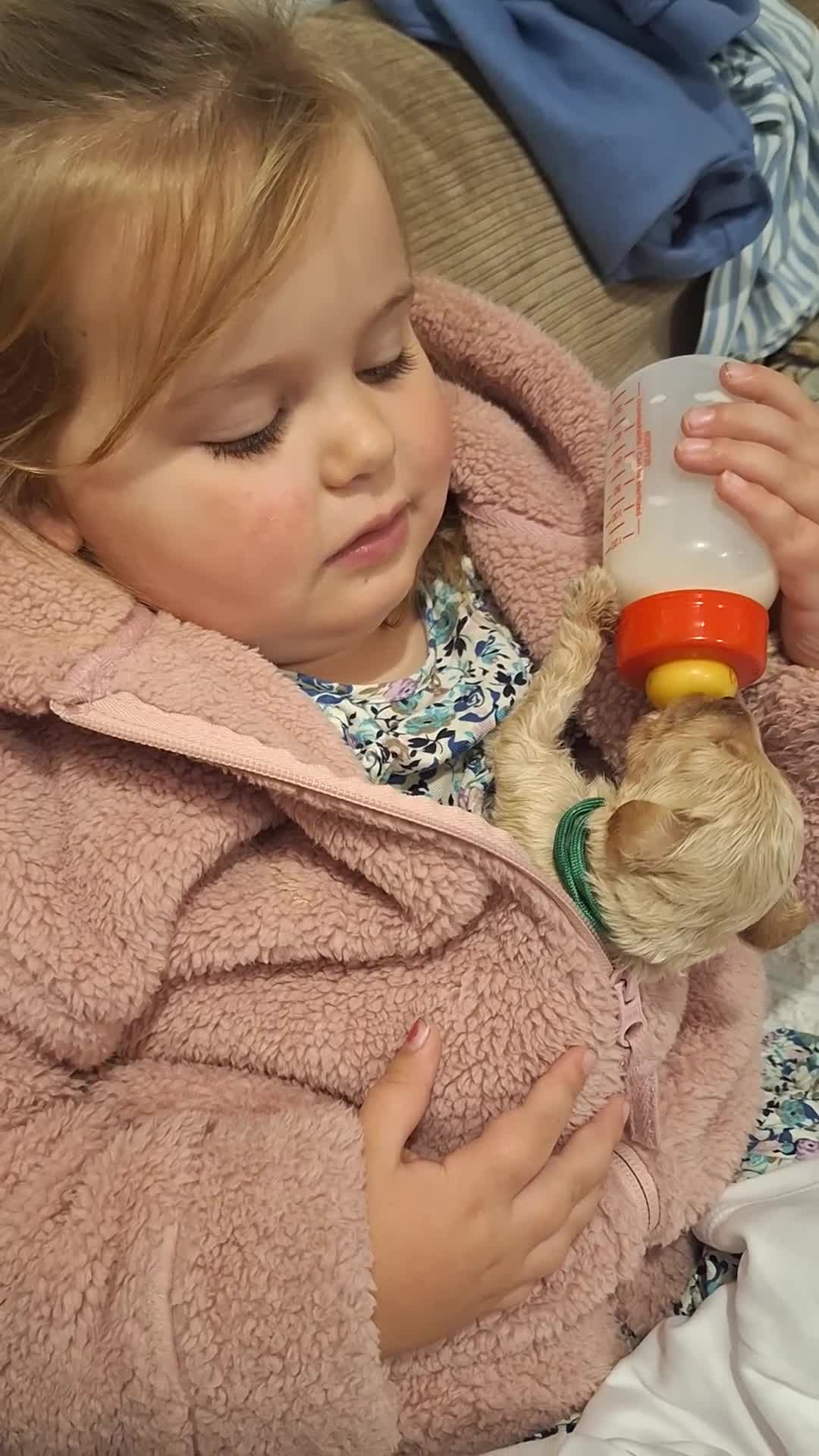 Cockapoo dogs for sale: F1b fully dna health tested toy cockapoos  - Video 1