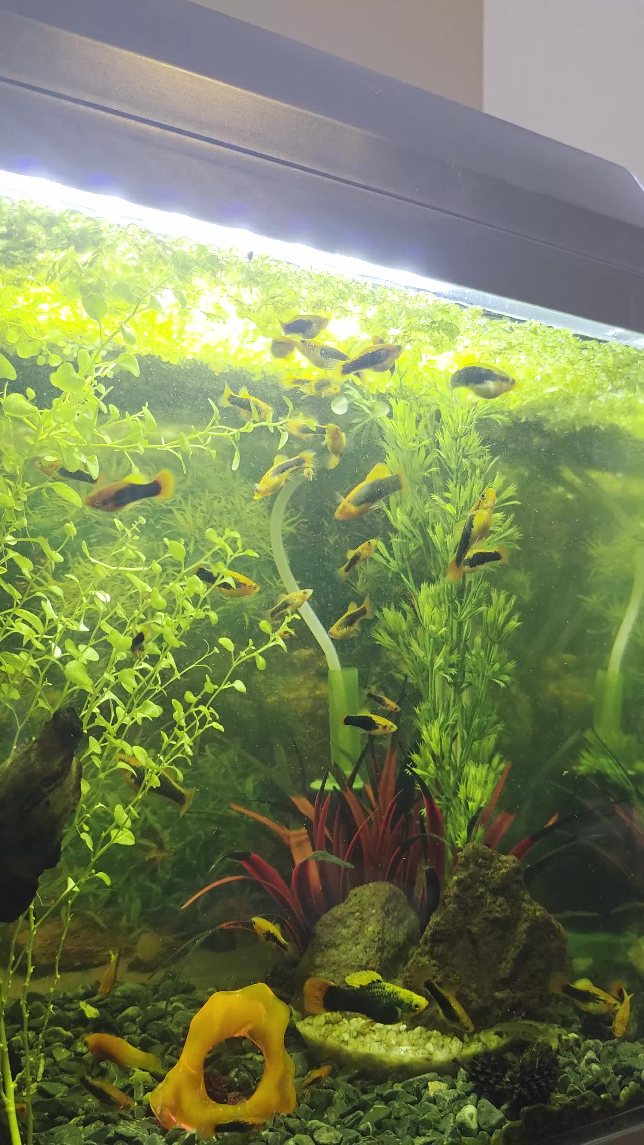 Mollies fish for sale: Healthy mollies  in Weston-super-Mare - Video 1