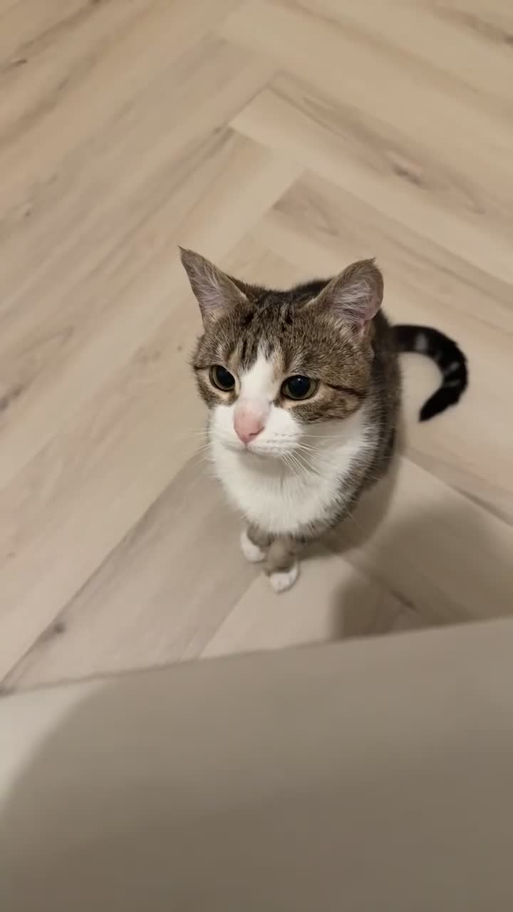 Domestic Shorthair cats for sale: Biscuit - Female Cat for Rehoming (4 years old)   - Video 1