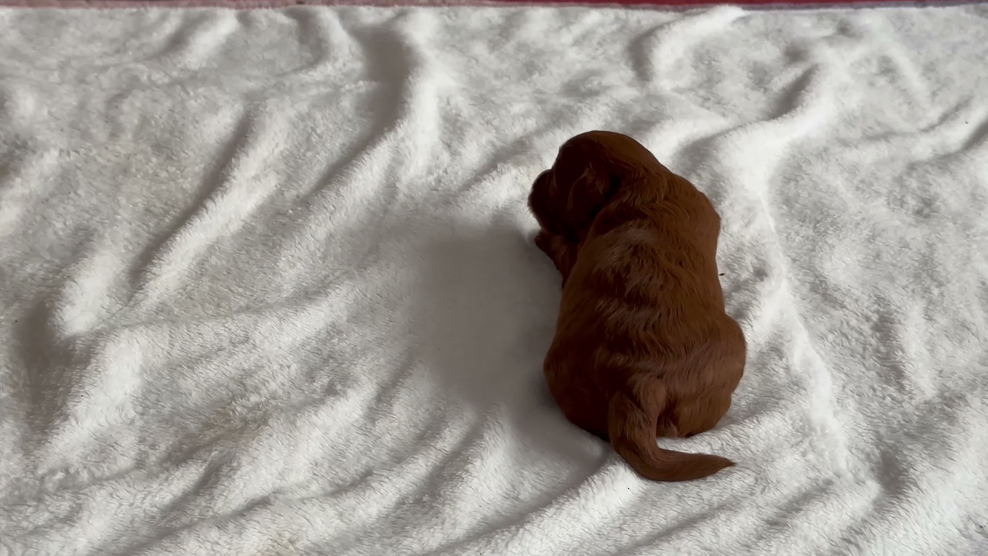Mixed Breed dogs for sale: Miniature labradoodle/cockapoo - Video 1