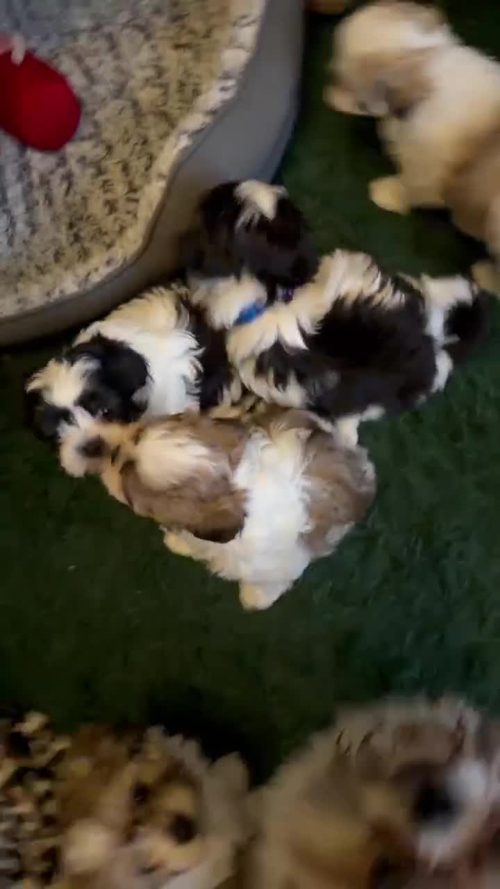 Malshi dogs for sale: Malshi Puppies - Rare Type - Ready Soon - Video 2