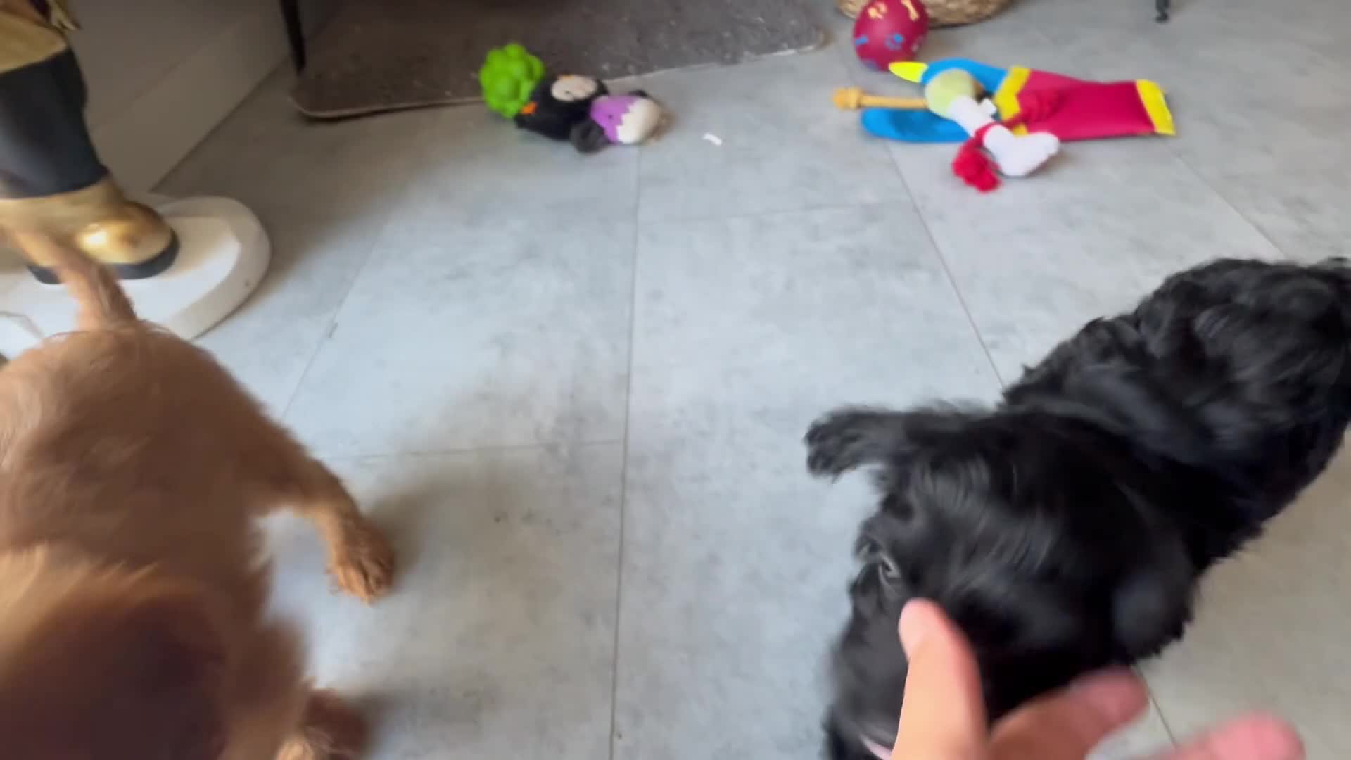 Cockapoo dogs for sale: NOW READY. 3 REMAINING HEALTH CHECKED COCKAPOOS  - Video 1