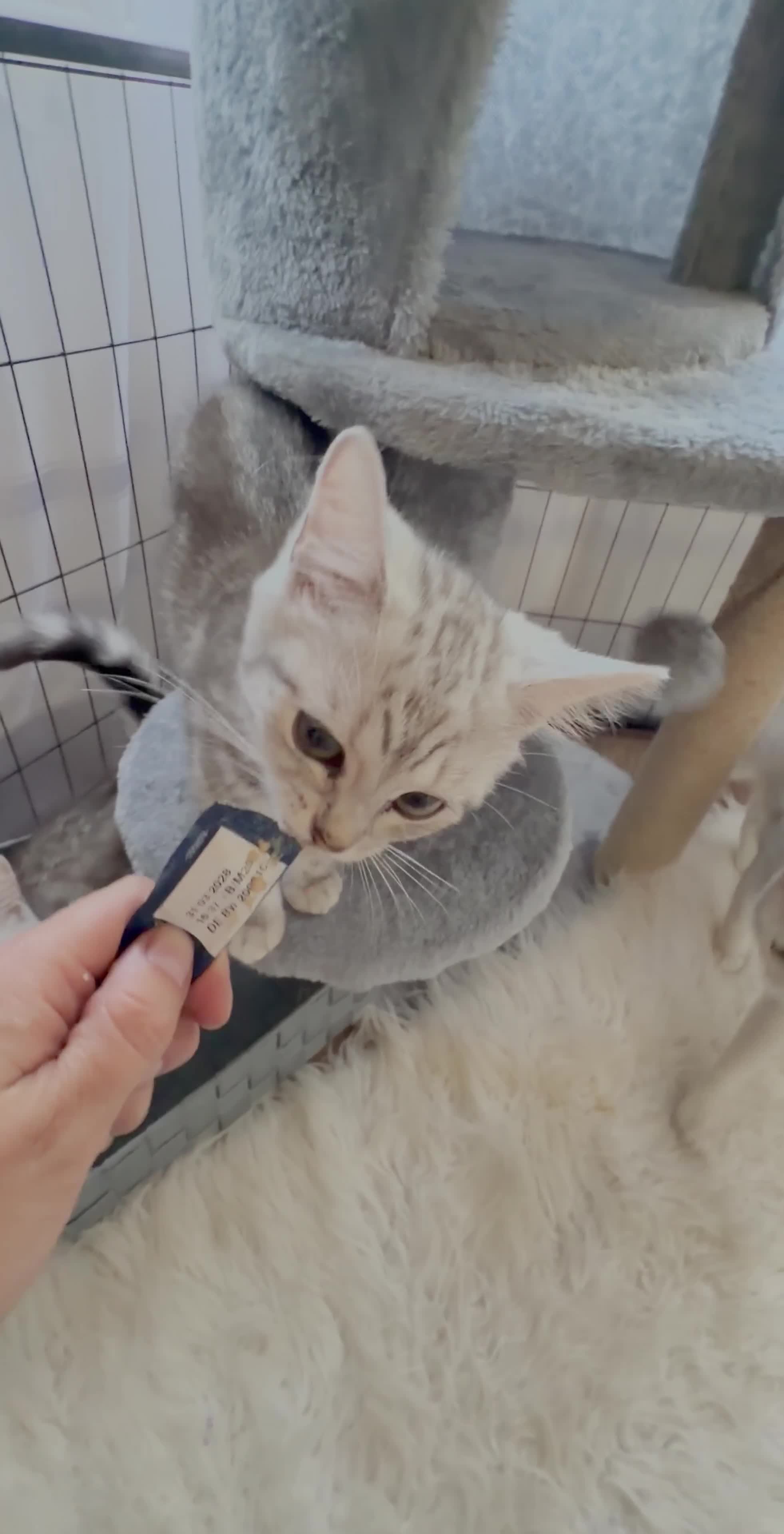 Scottish Fold cats for sale: 💞BEAUTIFUL KITTENS 💞 - Video 2