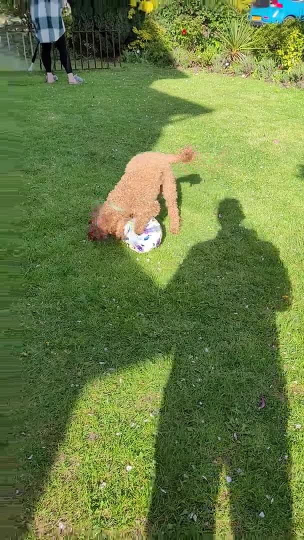 Miniature Poodle dogs for stud: Our Very handsome, charming Red Miniature Poodle  in Warrington - Video 1