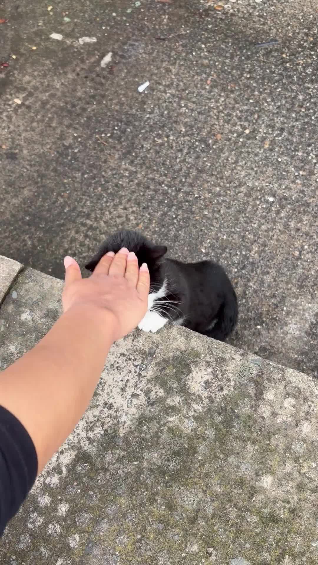 Mixed Breed cats for sale: Black and white cat in London - Video 1