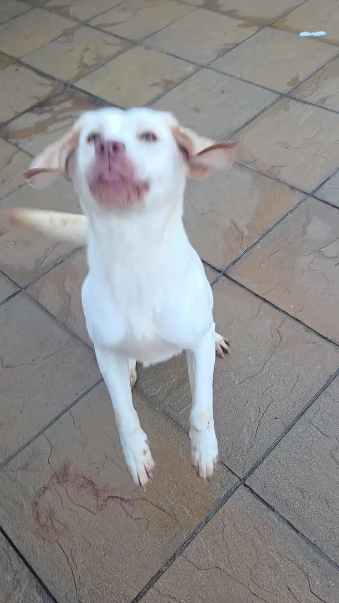 Labrador Retriever dogs for sale: Kc registered champagne labrador bitch - Video 1