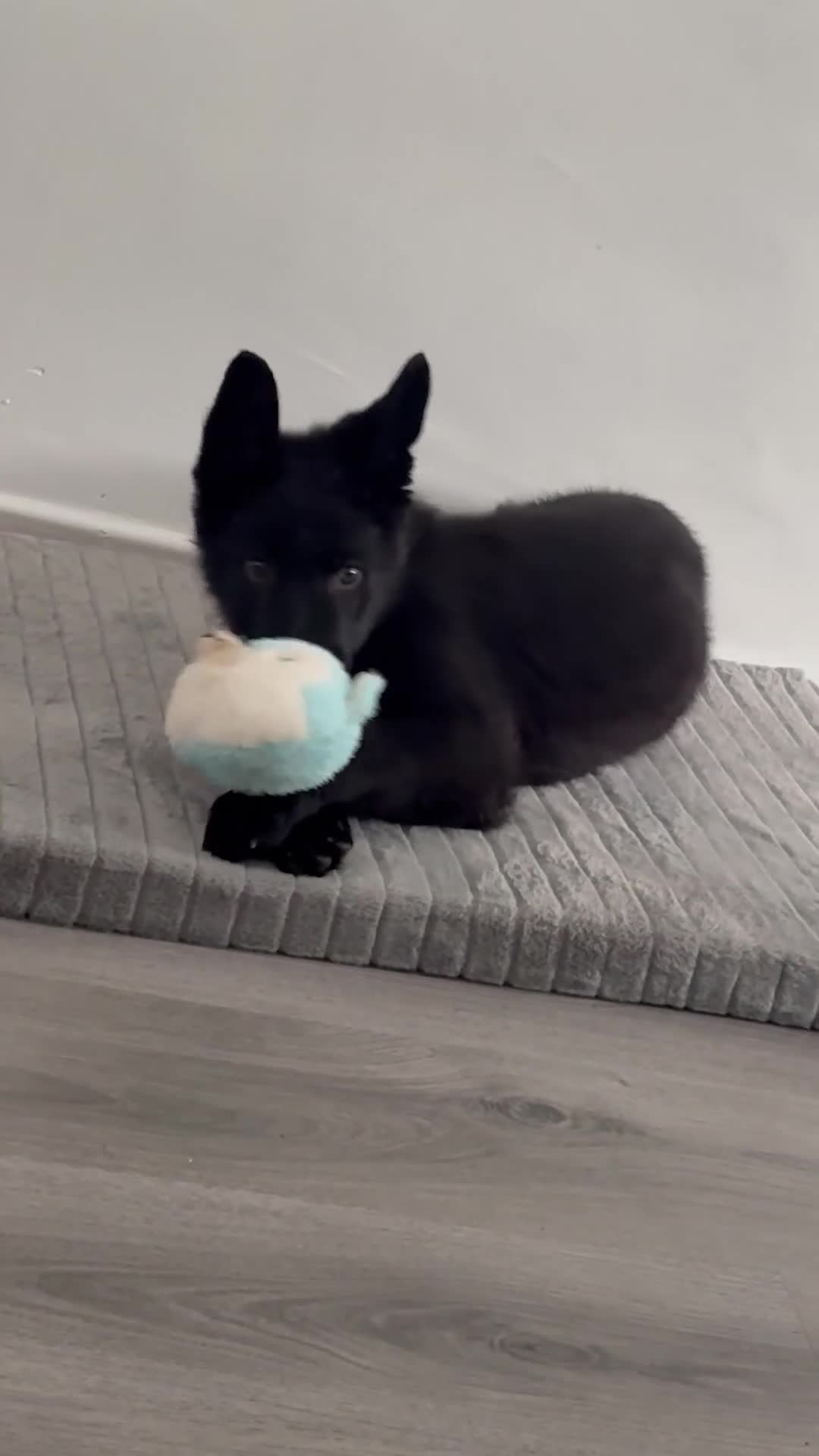 German Shepherd dogs for sale: BIG BONED KC FEMALE - Video 1