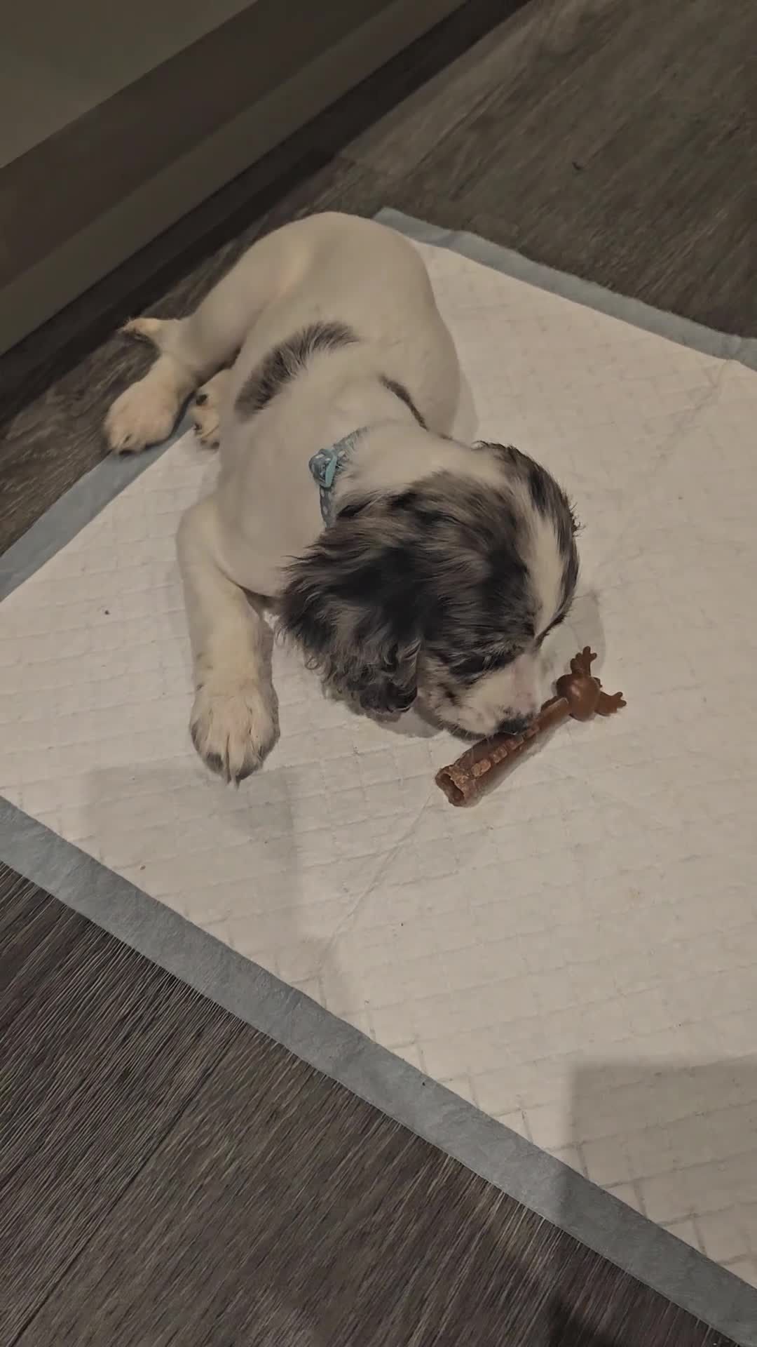 Cocker Spaniel dogs for sale: 12 WEEK COCKER SPANIEL BITCH FOR SALE - Video 1