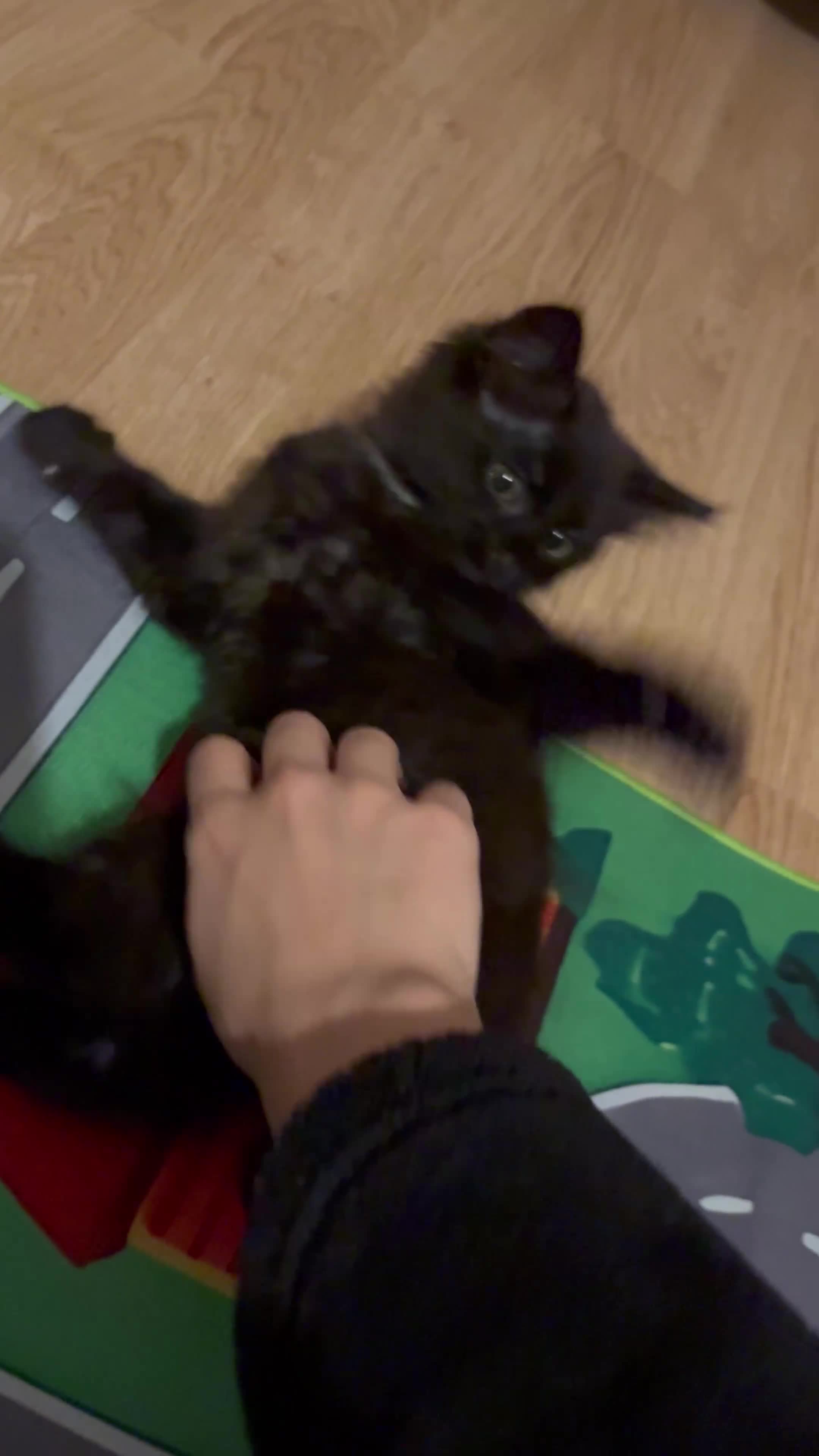 Mixed Breed cats for sale: Playful Kitten  - Video 1