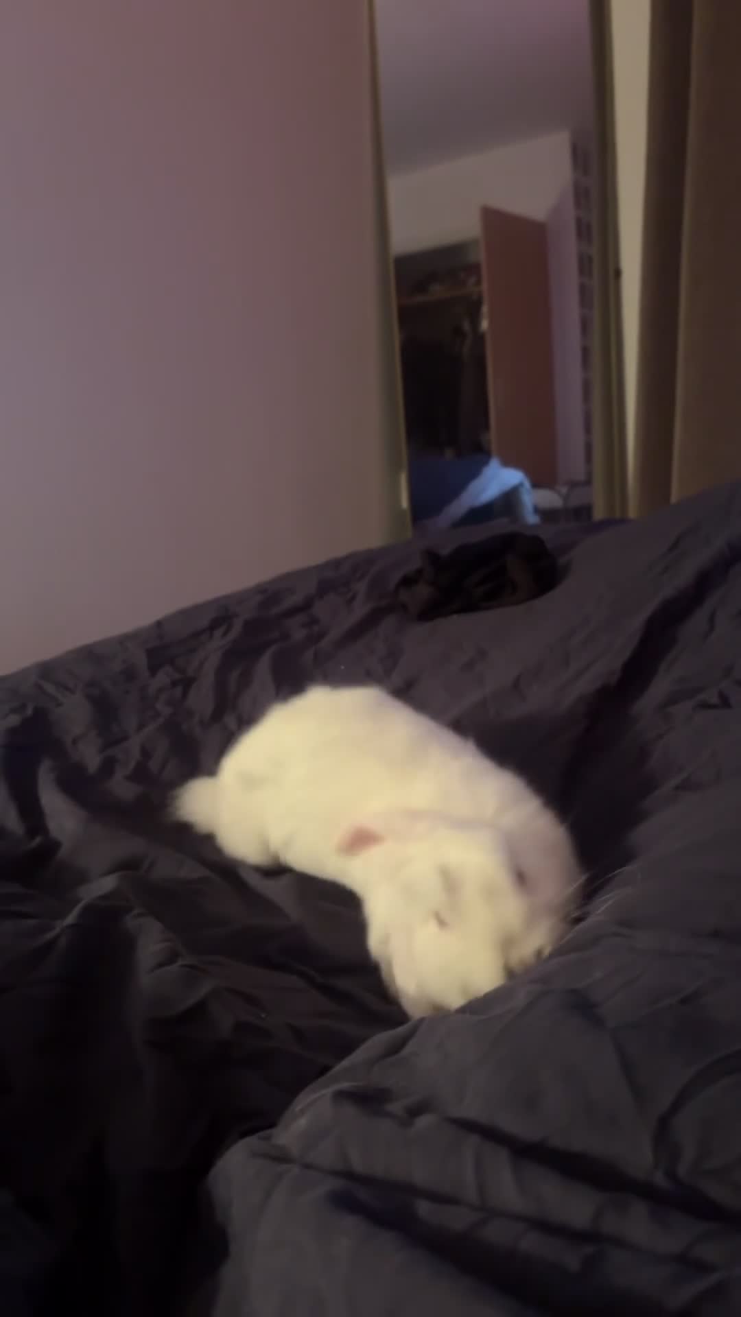 Mini Lop rabbits for sale: Selling the sweetest mini lop and supplies in Salford - Video 2