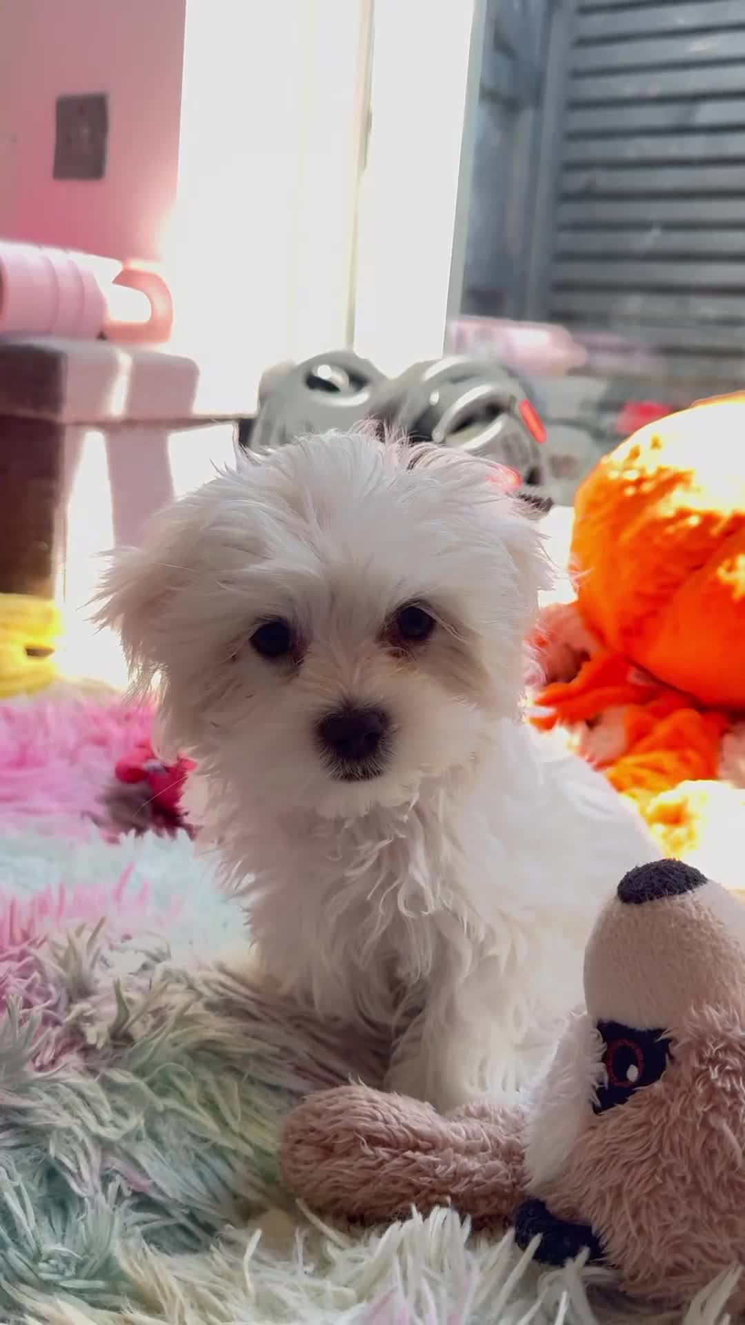 Maltese dogs for sale: Kc registered mini Maltese boy  - Video 1