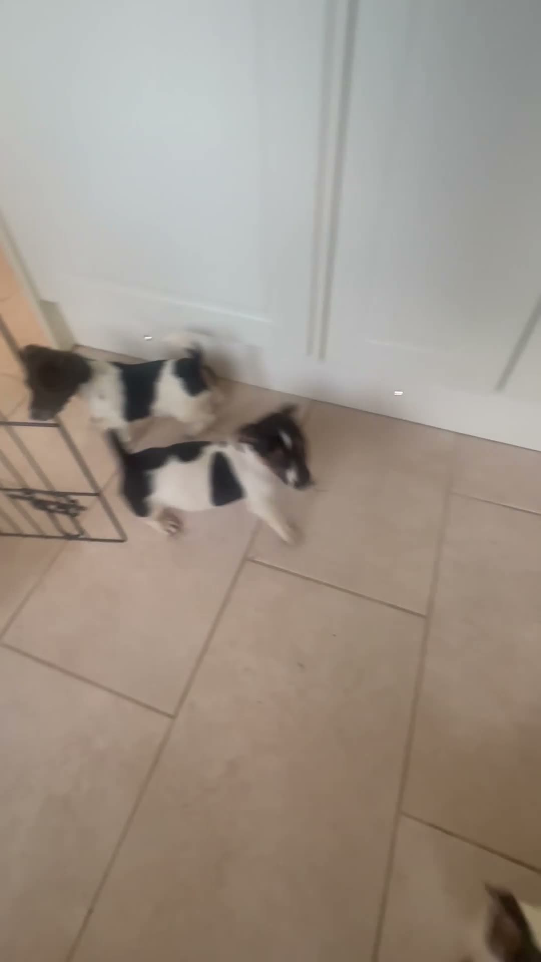 Jack Russell dogs for sale: Stunning litter of jackrussels  - Video 2