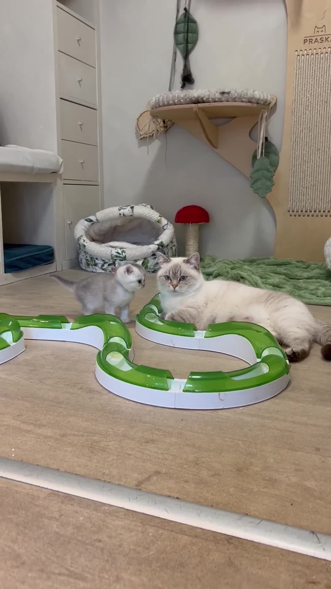 British Shorthair cats for sale: Affectionate lap cats health tested parents  - Video 1