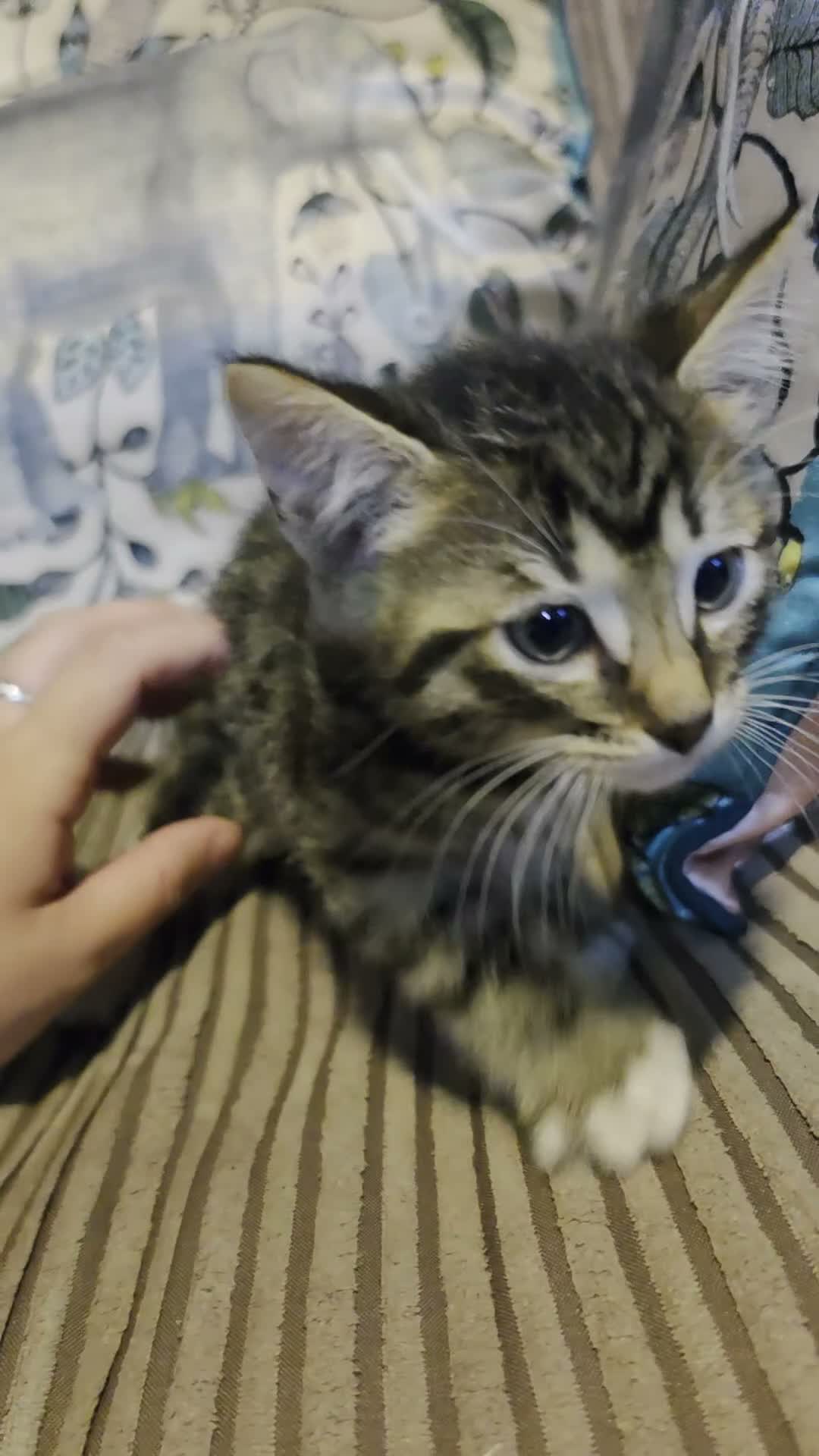 Bengal cats for sale: 2 Male Bengal cross DSH  - Video 2
