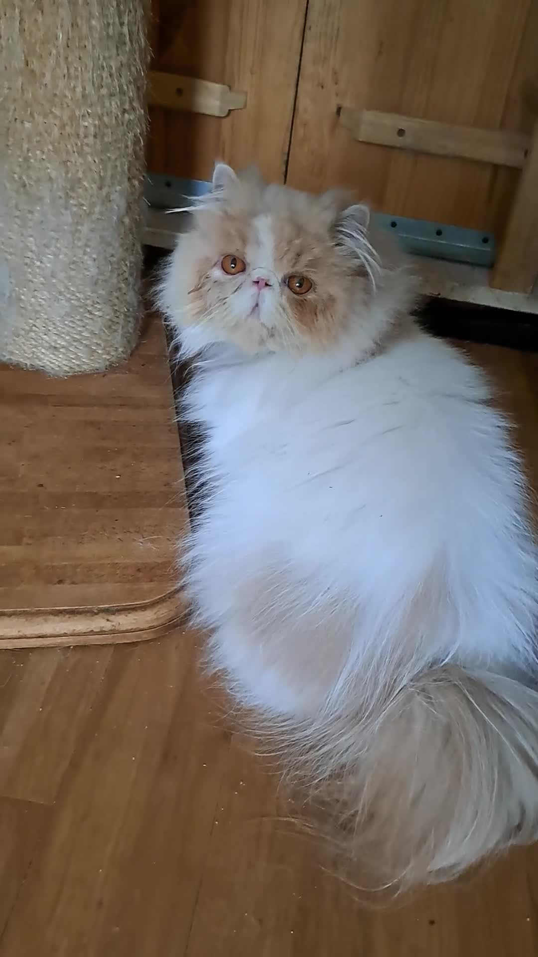 Persian cats for sale:  Pedigree Persian Female Available Now - Video 1