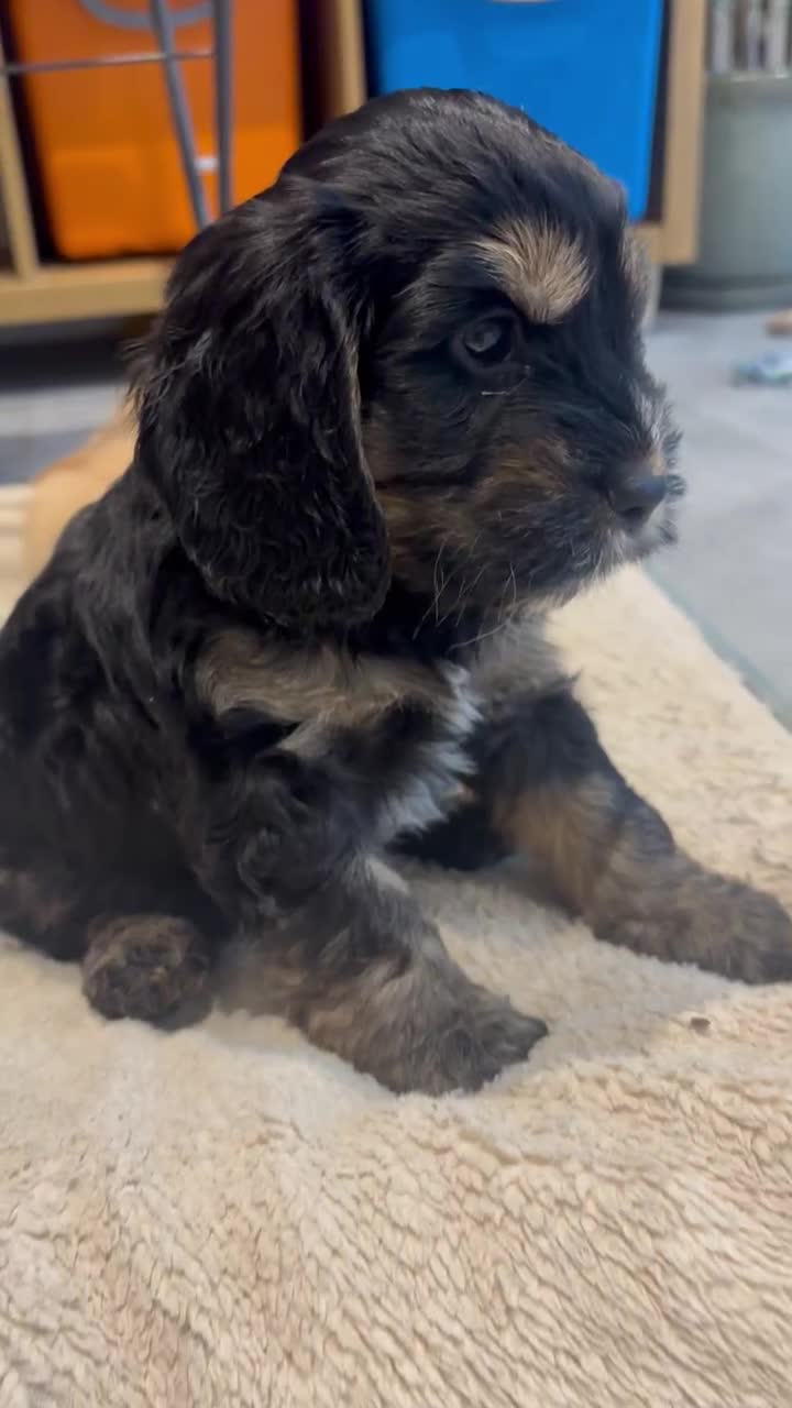 Cockapoo dogs for sale: Beautiful, Rare Cockapoo Puppies – Ready 17th Nov - Video 1