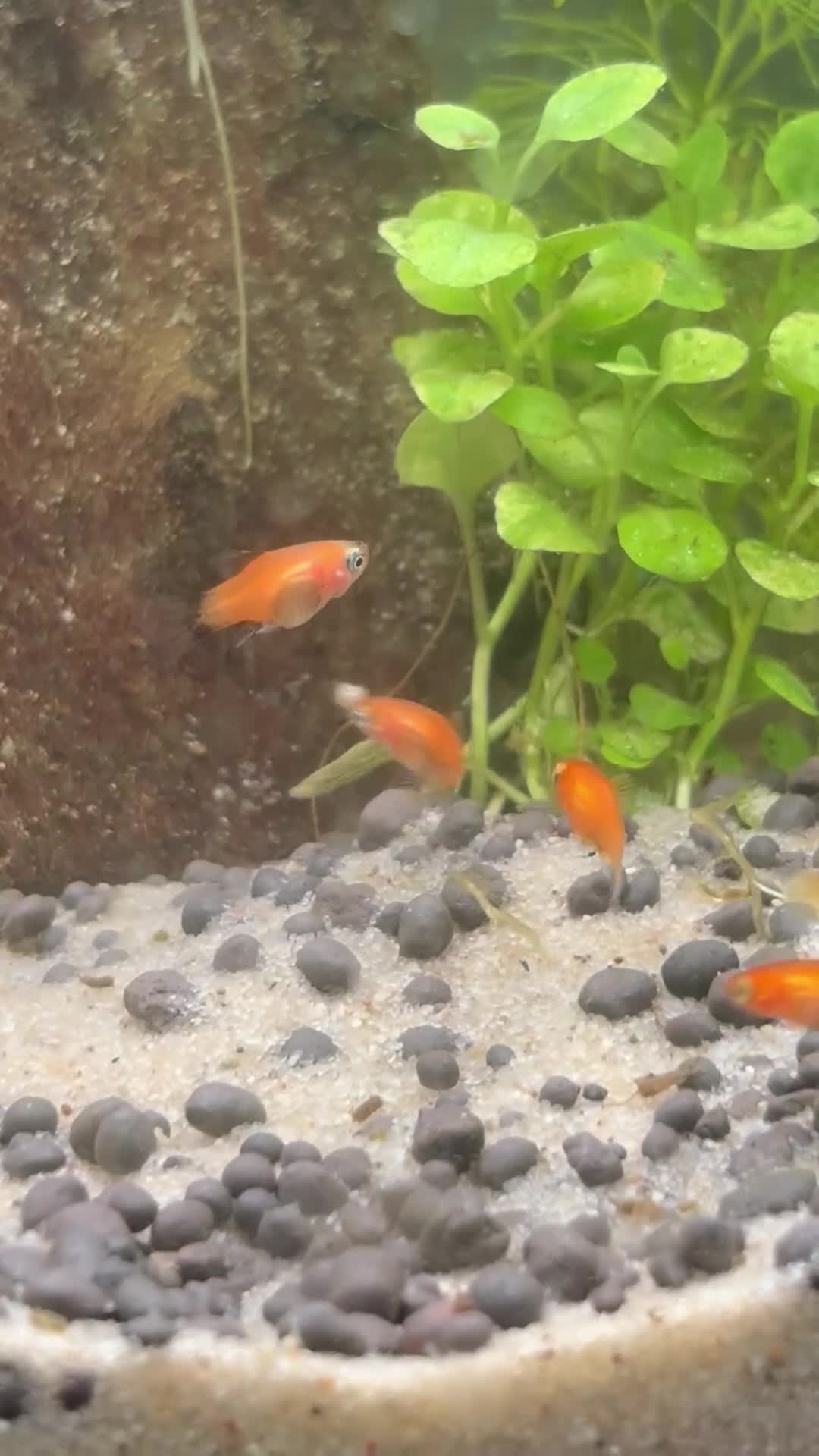 Platies fish for sale: Dwarf platys coral red and sunset  - Video 1