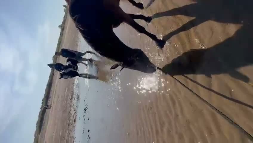 New Forest horses for sale: Beautiful Project horse - Video 5