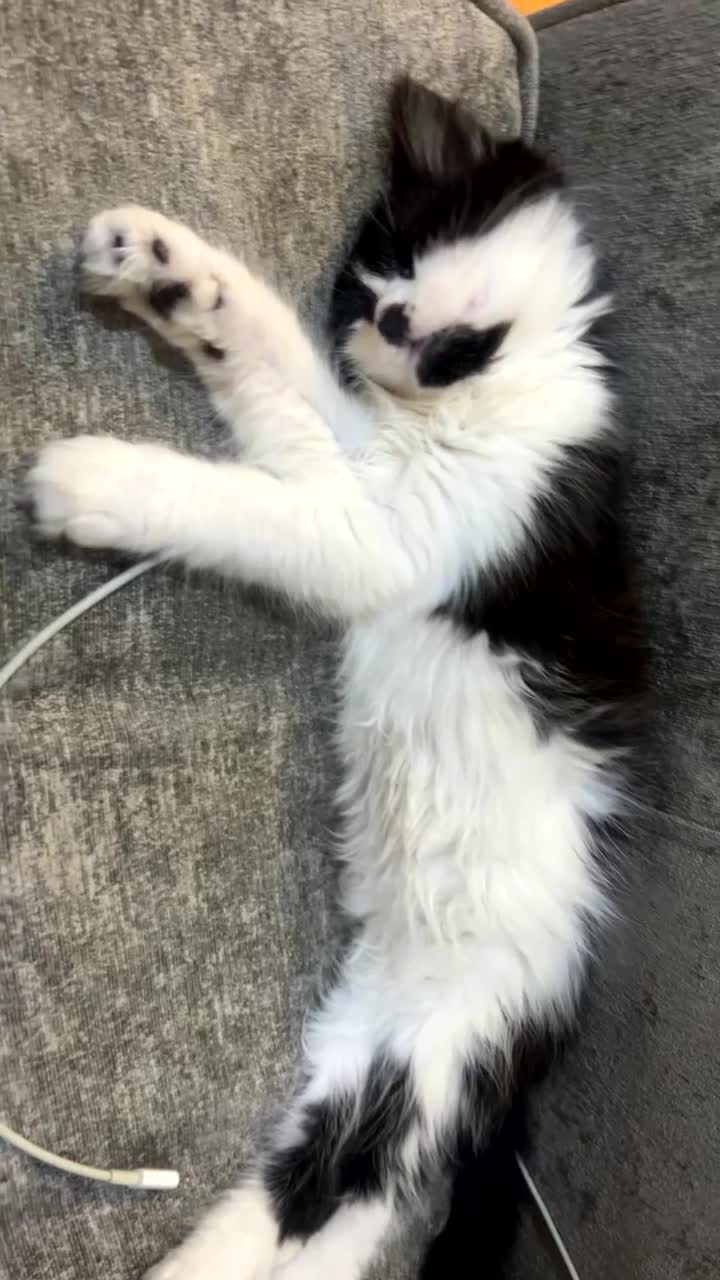 Mixed Breed cats for sale: 1 girl kittens, 1 boy cat  - Video 2