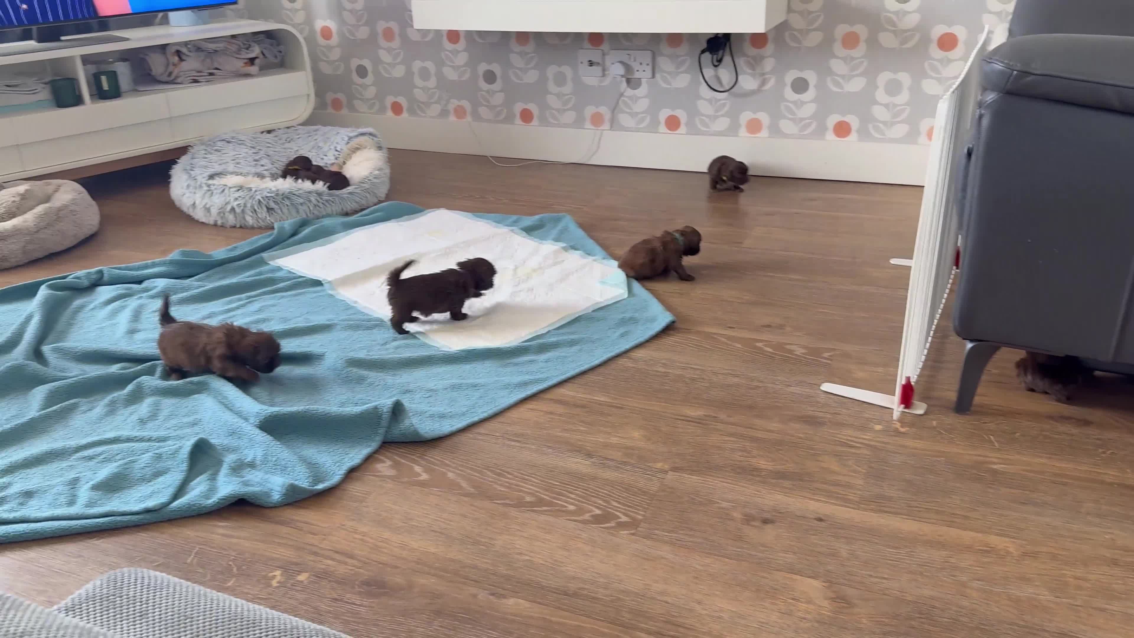 Shih Tzu dogs for sale: Chocolate & blonde Imperial KC Shihtzu Puppies! - Video 1