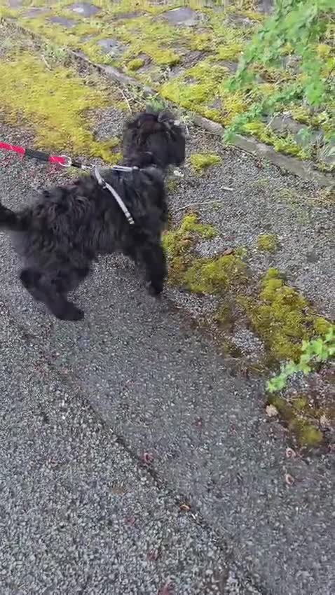 Cockapoo dogs for sale: Adorable 6-Month-Old Mini Cockapoo  - Video 2