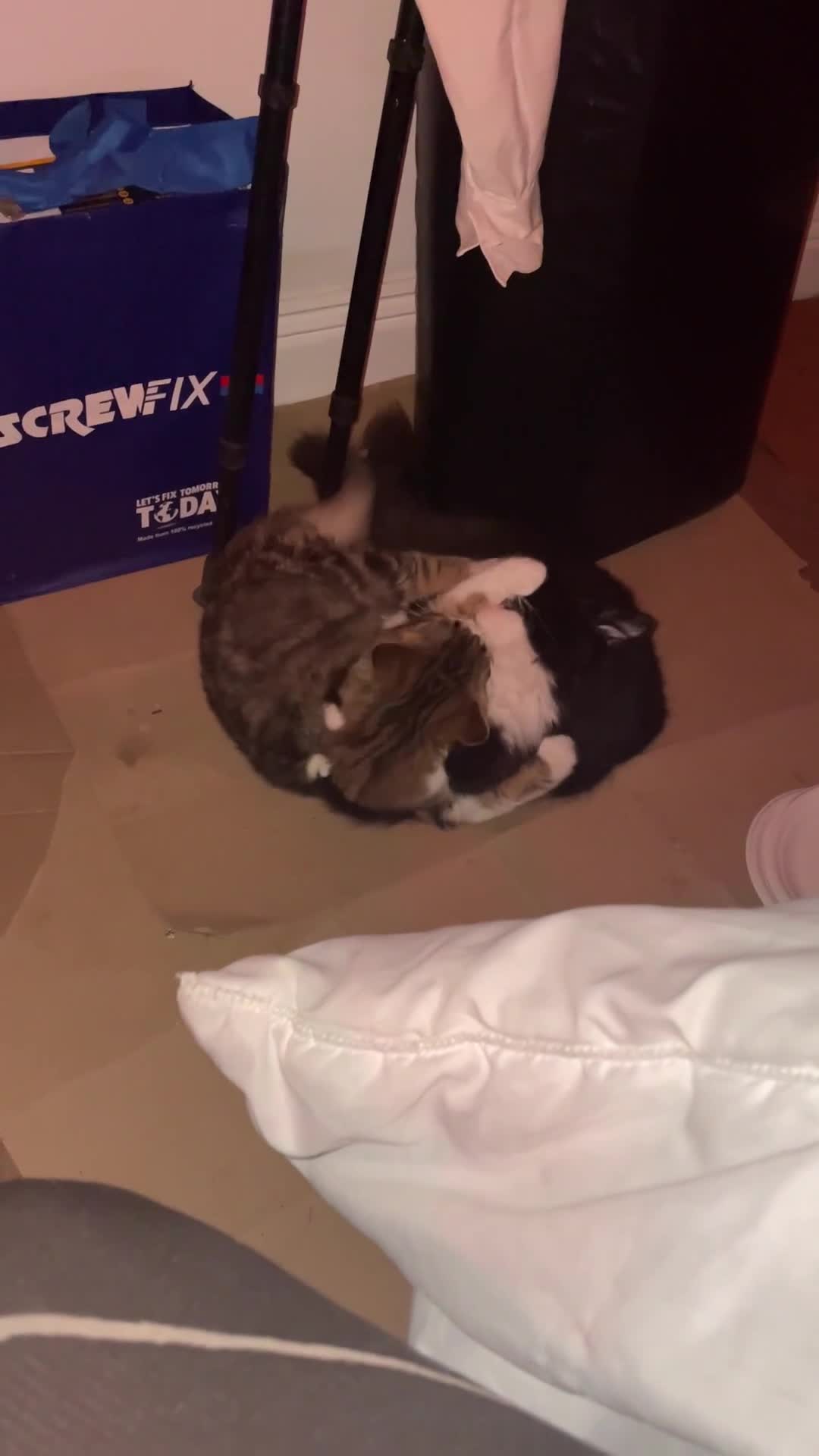 Norwegian Forest Cat cats for sale: Michu-Michu Handsome Boy - Video 1