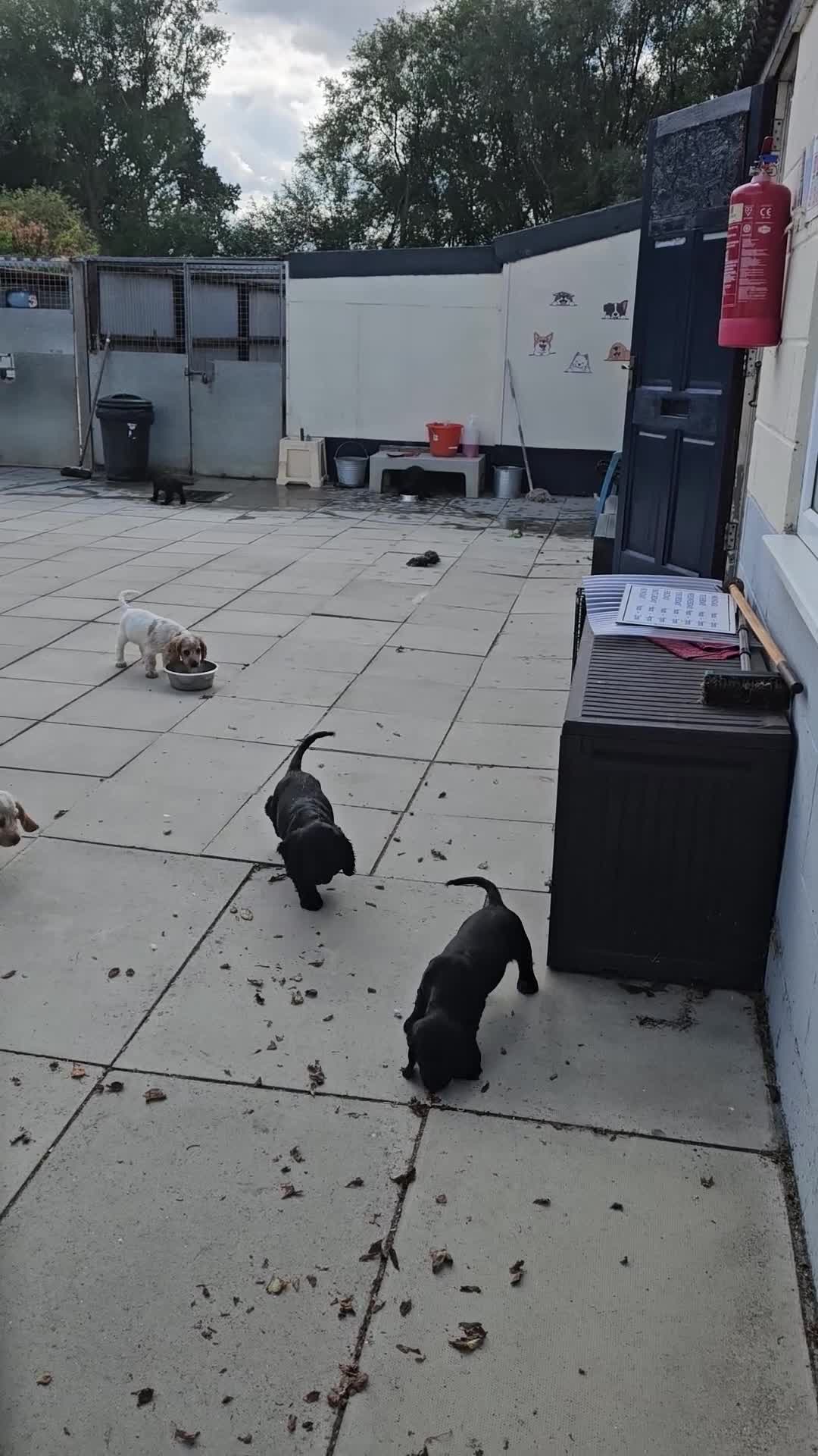 Cocker Spaniel dogs for sale: Cocker spaniel puppies  - Video 1