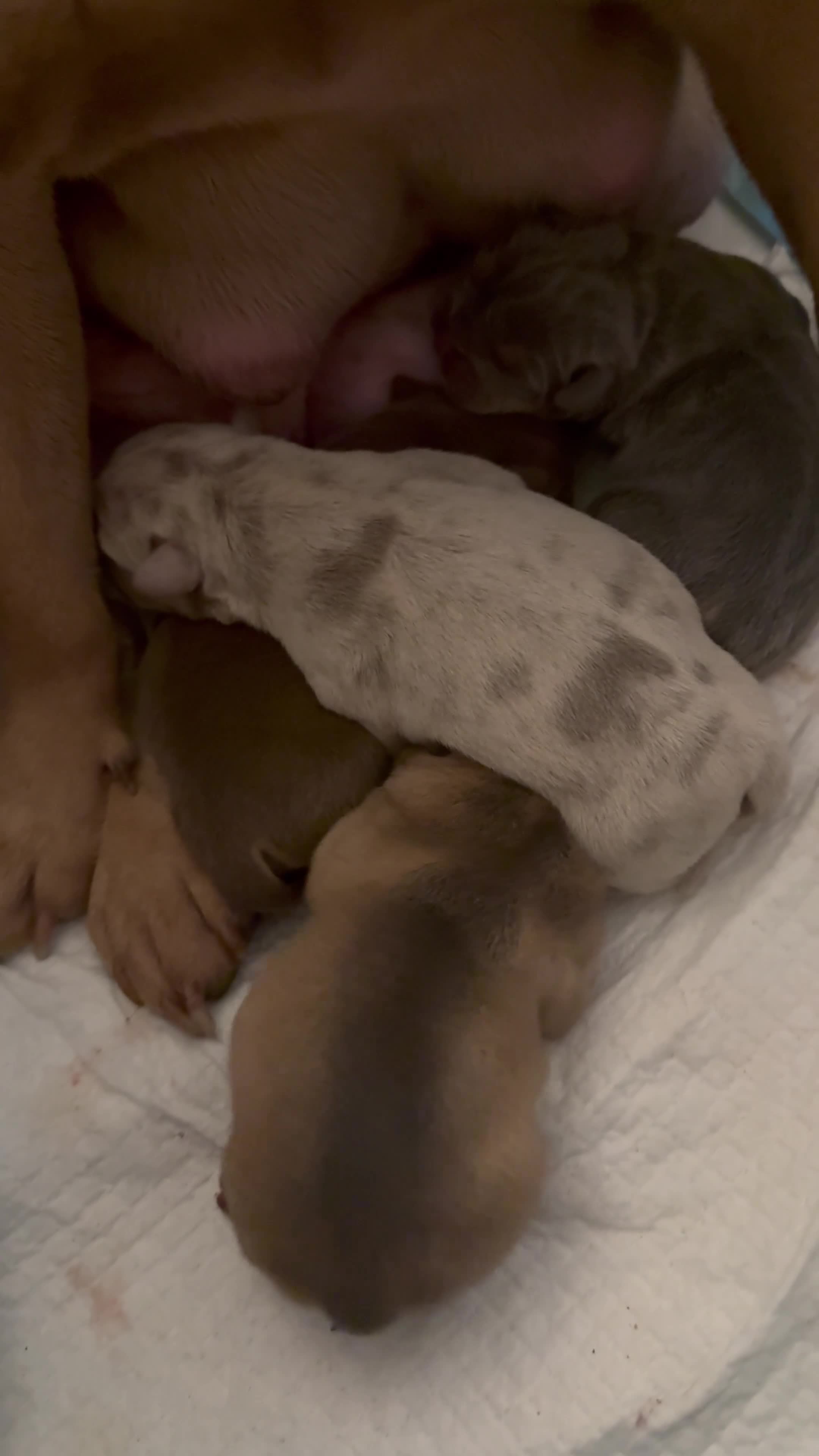 Mixed Breed dogs for sale: 3 girls 1 boy pup for sale - Video 1