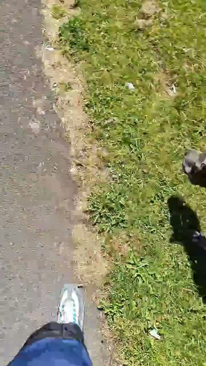 Mixed Breed dogs for sale: Cane corso X shar pei 9 months old  - Video 1
