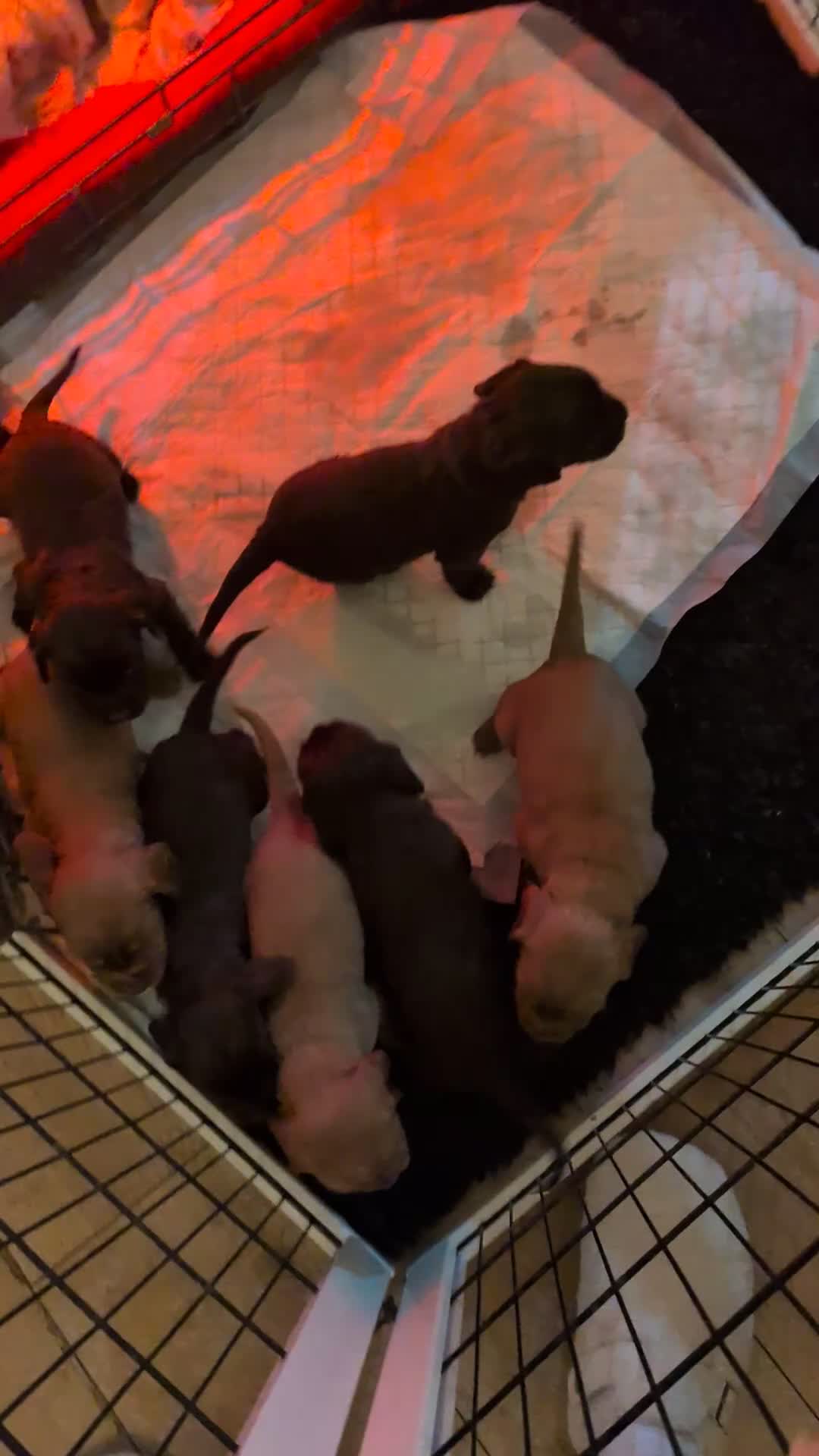 Cocker Spaniel dogs for sale: 1 MALE KC DNA CLEAR PUP TO RESERVE - Video 1