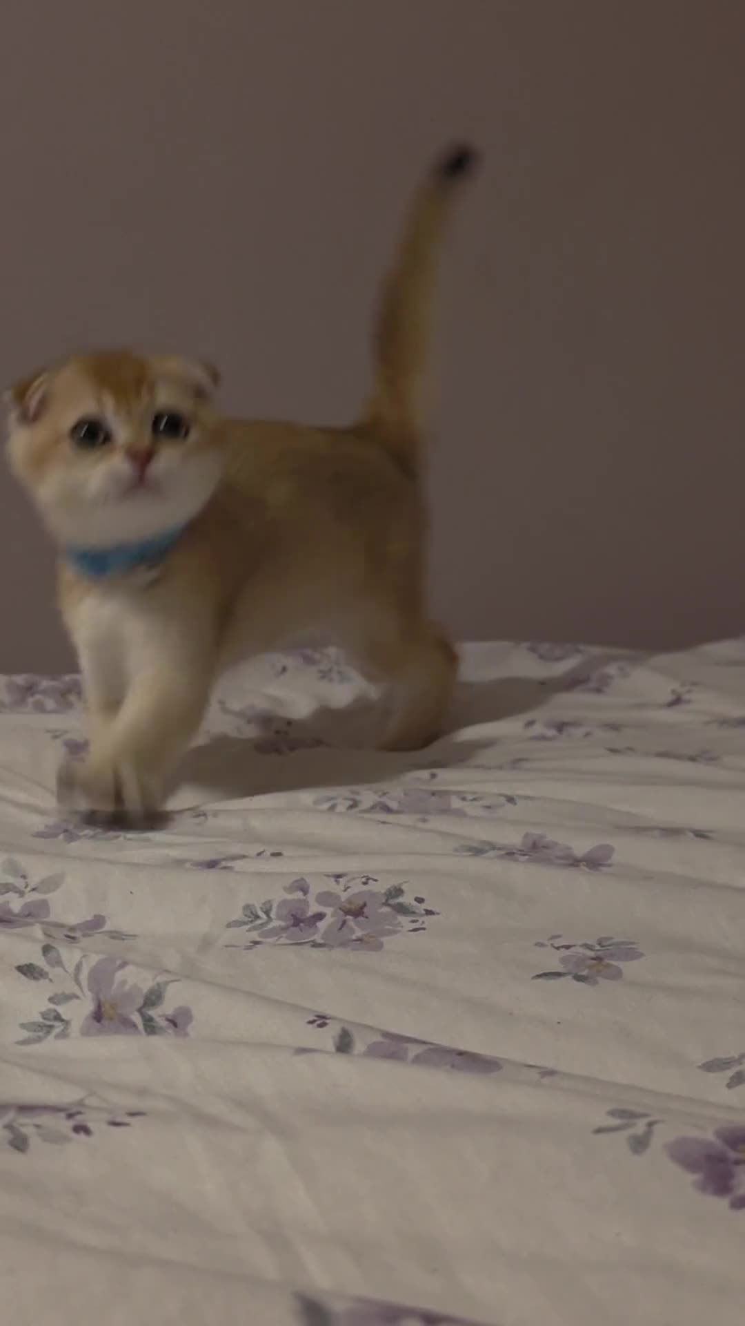 Scottish Fold cats for sale: Purebred Golden chinchilla TICA registered - Video 3