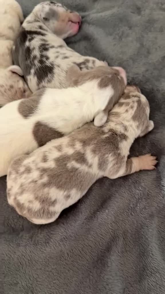 Miniature Dachshund dogs for sale: STUNNING MINIATURE DAPPLE DACHSHUNDS KC CARRY LONG - Video 1