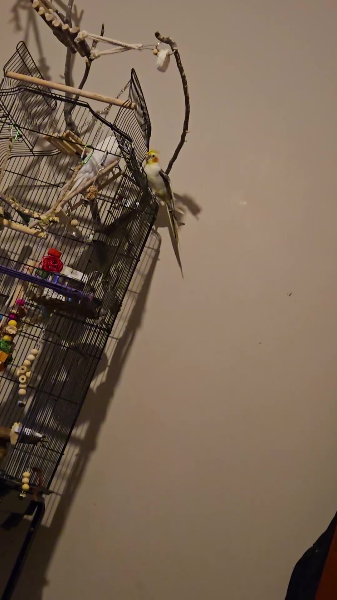Cockatiels birds for sale: Pair of male cockatiel for sale - Video 2