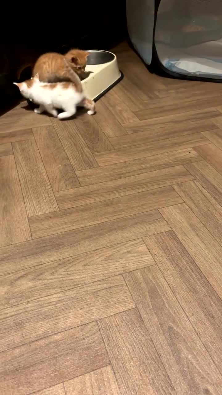 Mixed Breed cats for sale: Calico cross tabby  - Video 4