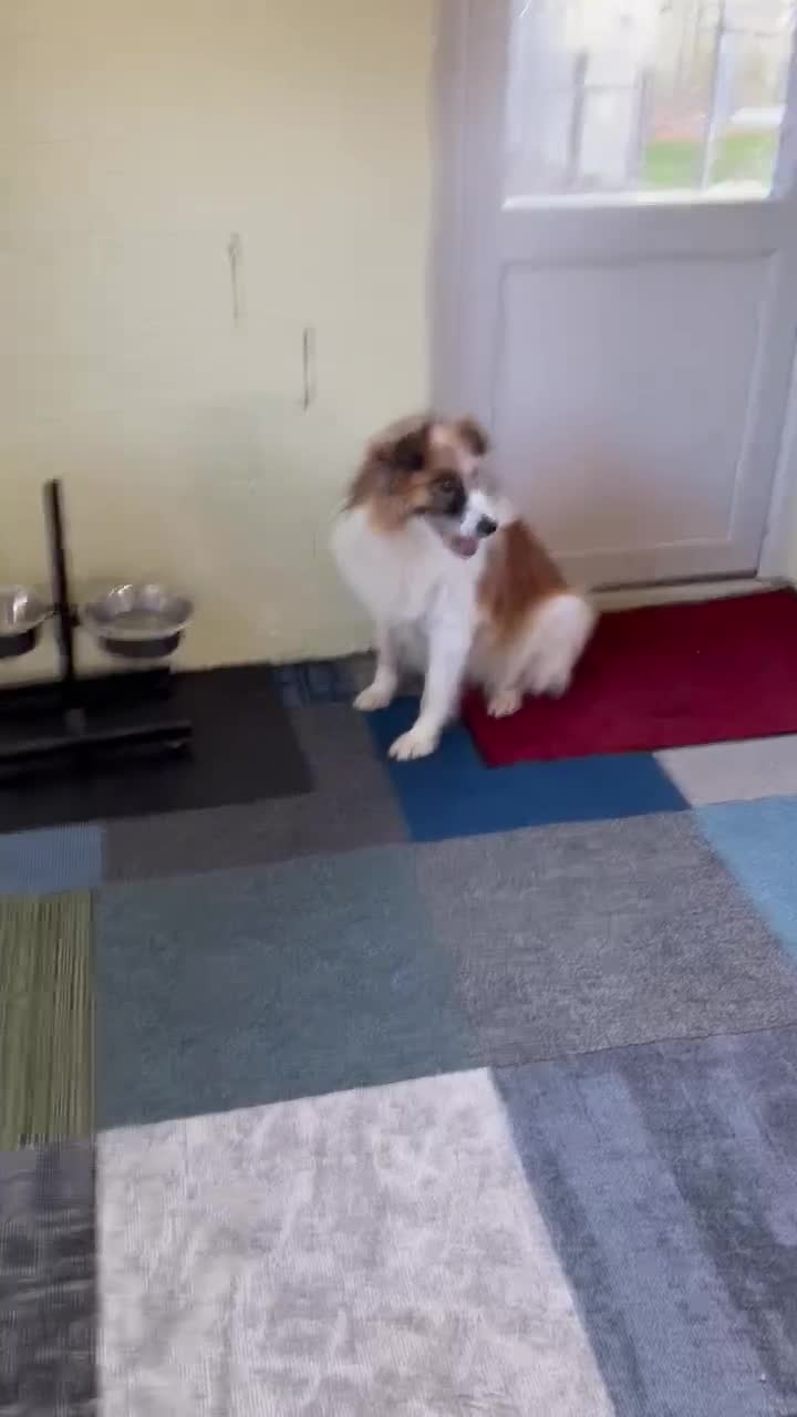 Mixed Breed dogs for adoption: Jessie ❤️ - Video 4