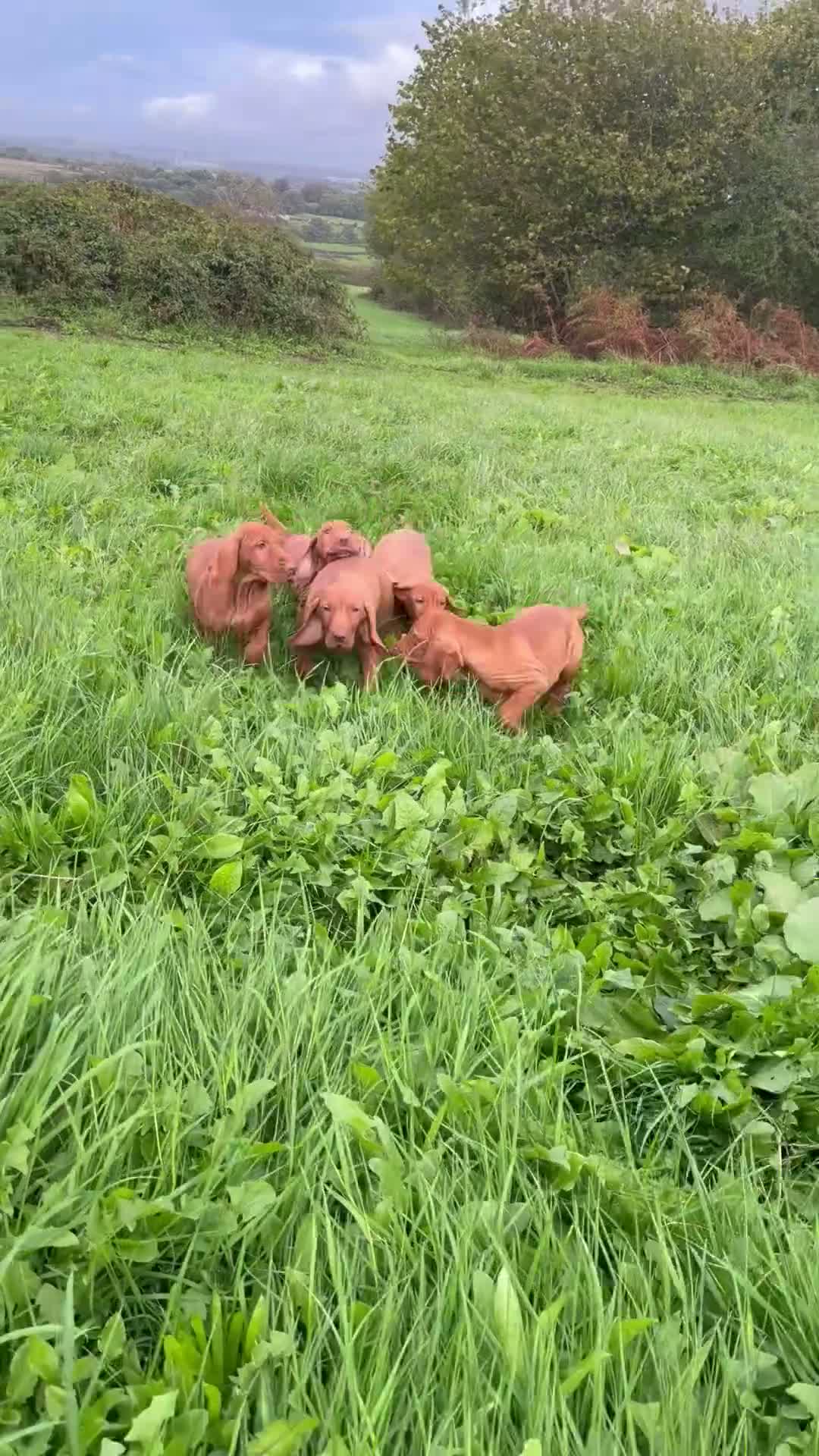 Hungarian Vizsla dogs for sale: Legally Docked KC Hungarian Vizsla Pups - Video 2