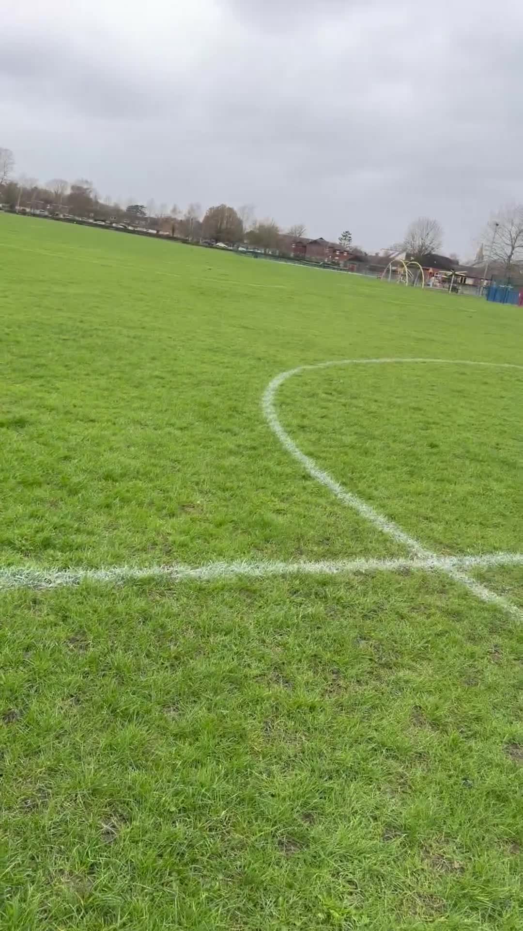 Belgian Shepherd Dog dogs for sale: Semba  - Video 1