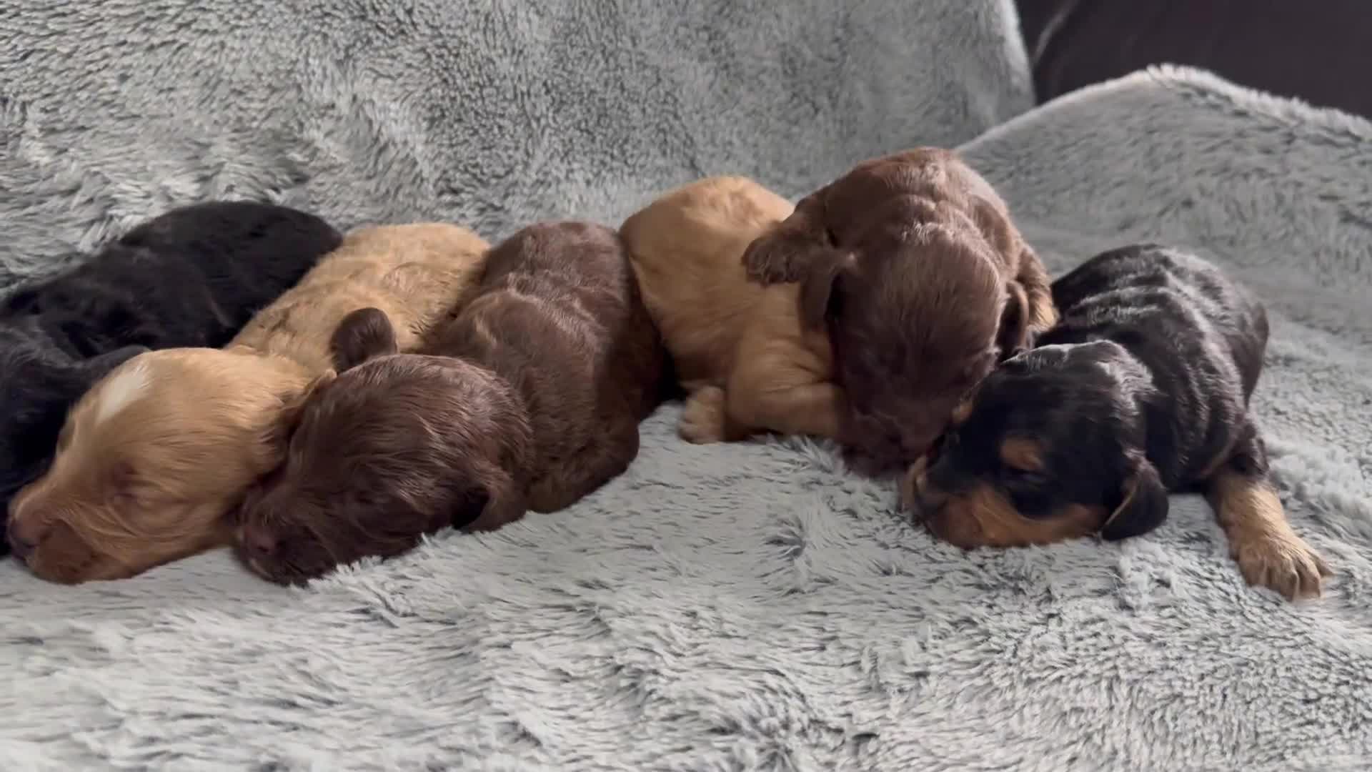 Cockapoo dogs for sale: Adorable Toy Cockapoos-Health Tested - Video 1