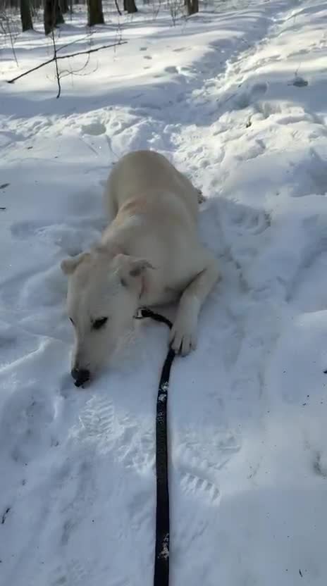 Mixed Breed dogs for adoption: 💙MOROZKO💙9 months Affectionate•Gentle•Puppy-like in Oxford - Video 1