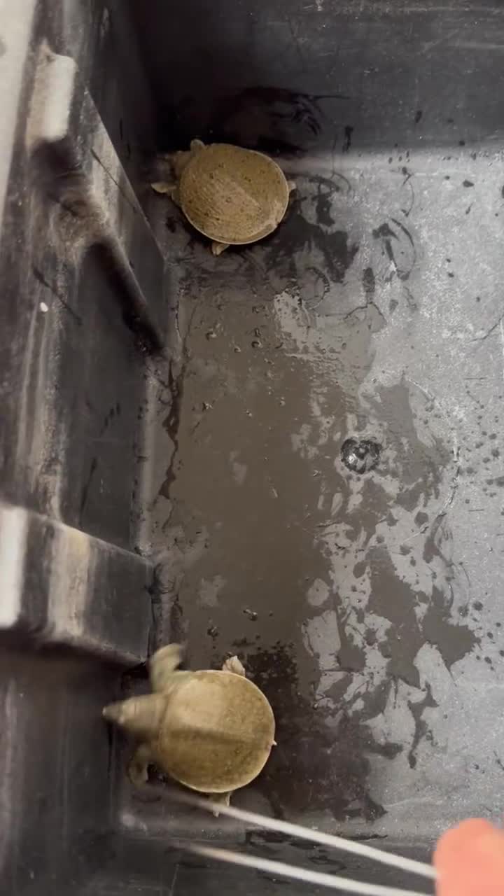Turtle reptiles for sale: baby turtles  - Video 1