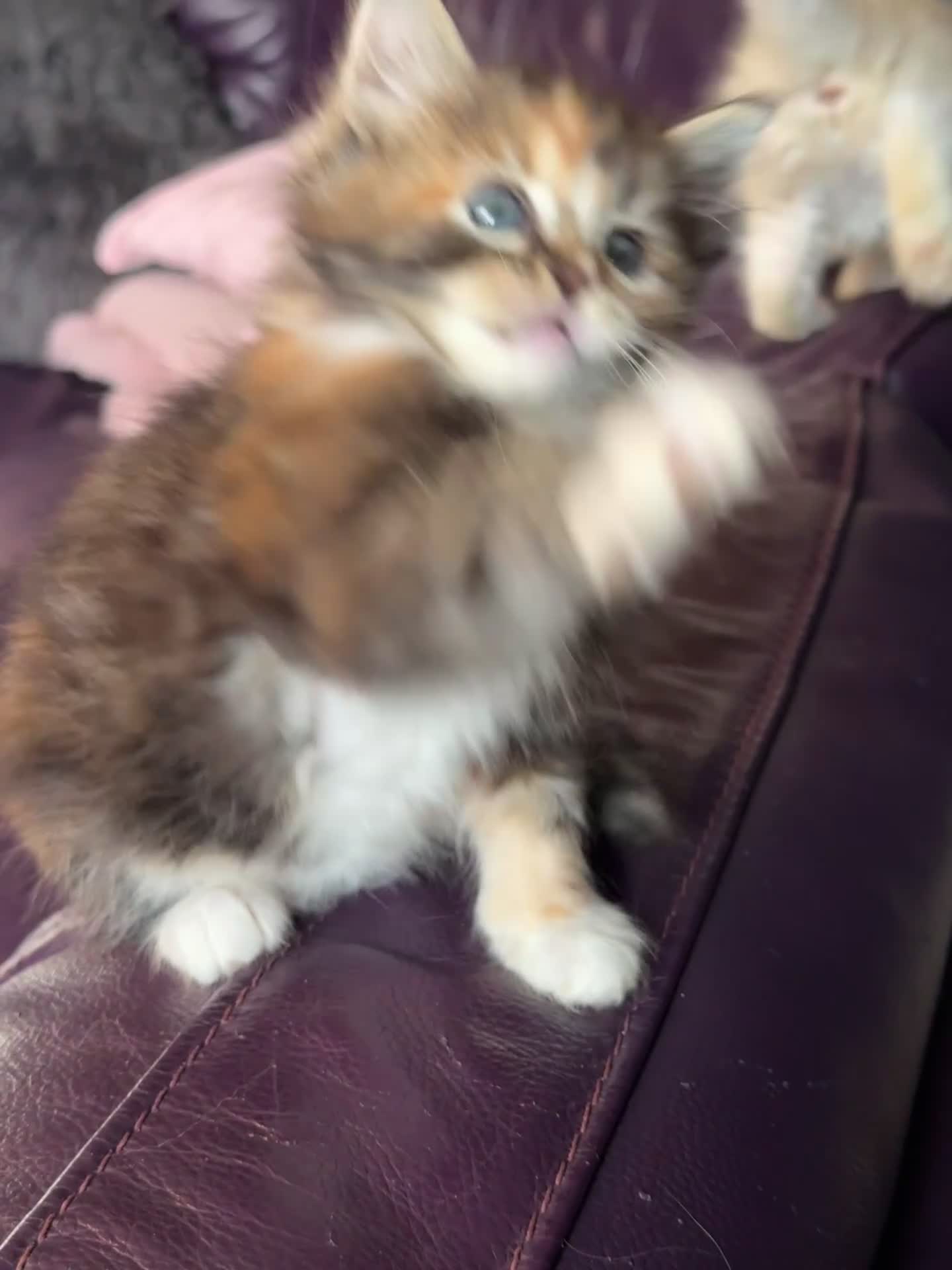 Ragdoll cats for sale: TICA Reg Rare Cherubim Ragdolls - Video 3
