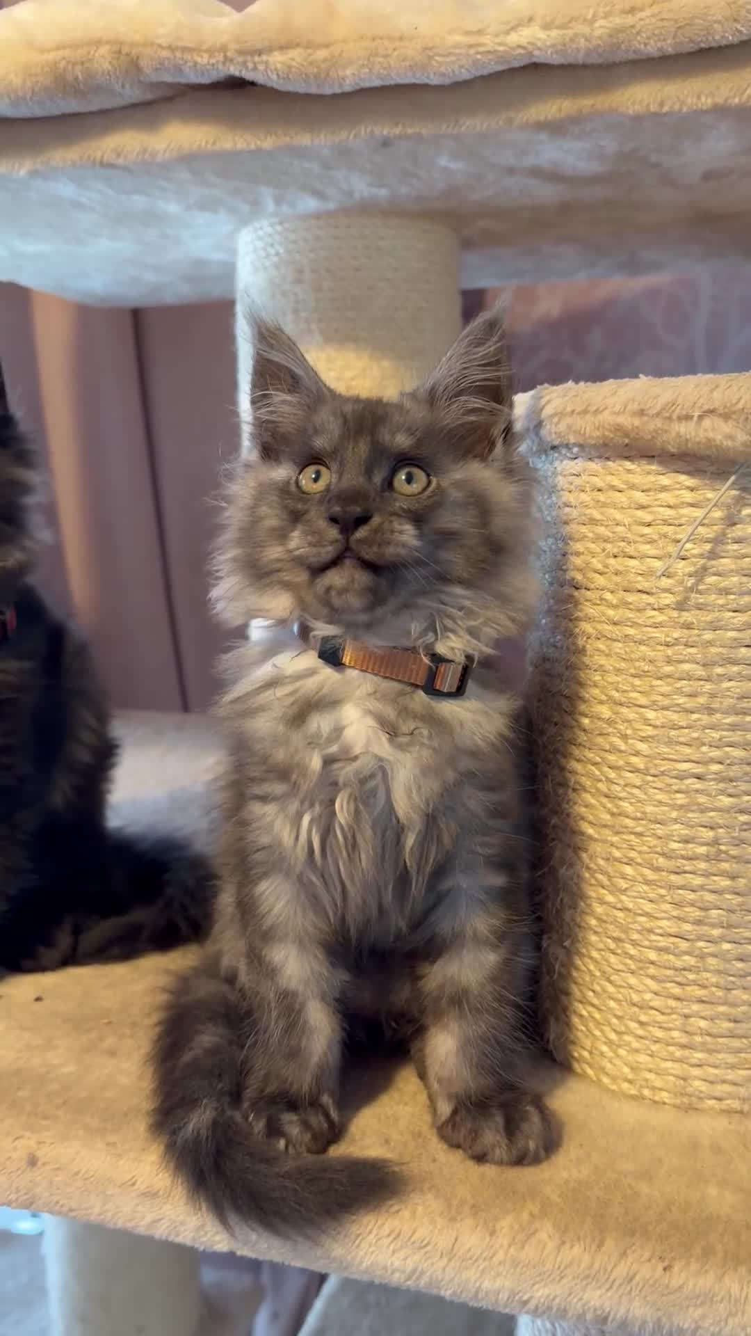 Maine Coon cats for sale: Tica registered black smoked male Maine coon - Video 2
