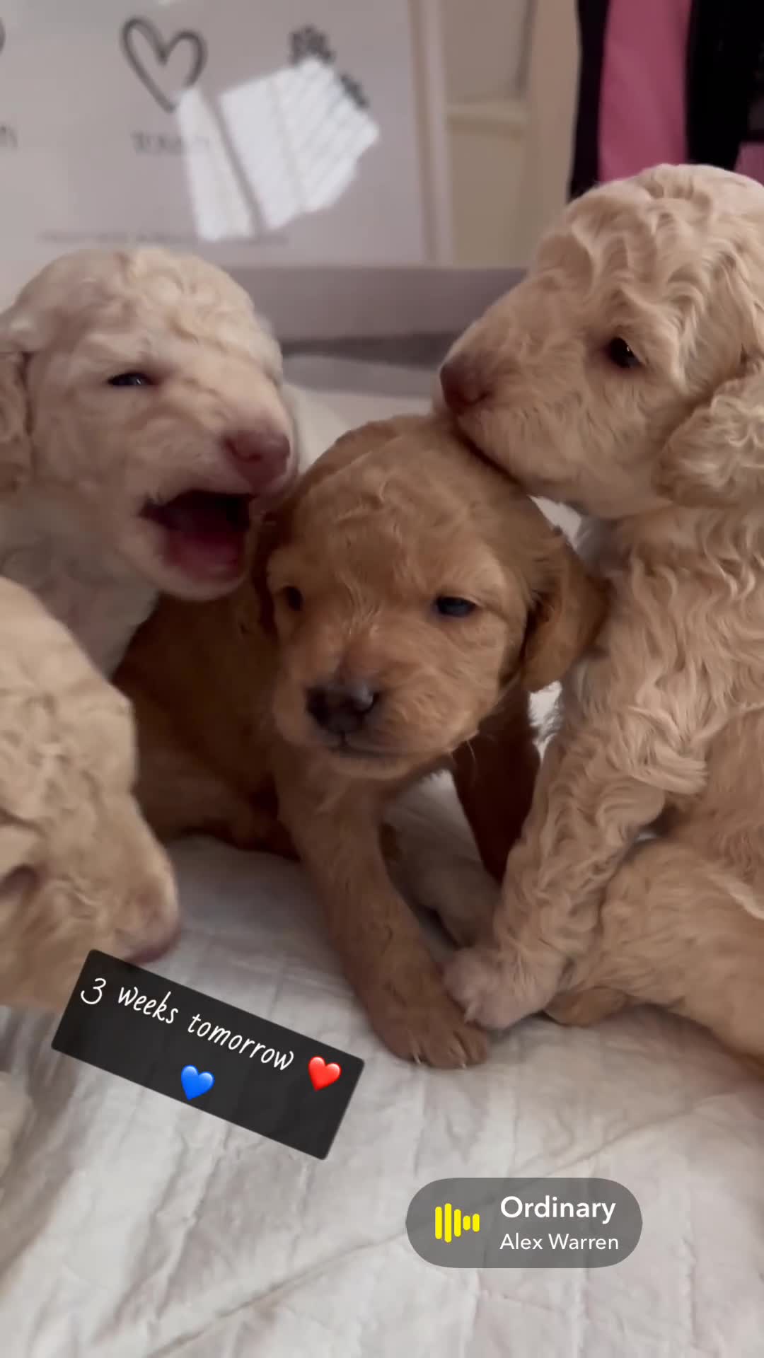 Goldendoodle dogs for sale: Gorgeous Golden doodles for sale 💕 in Workington - Video 1