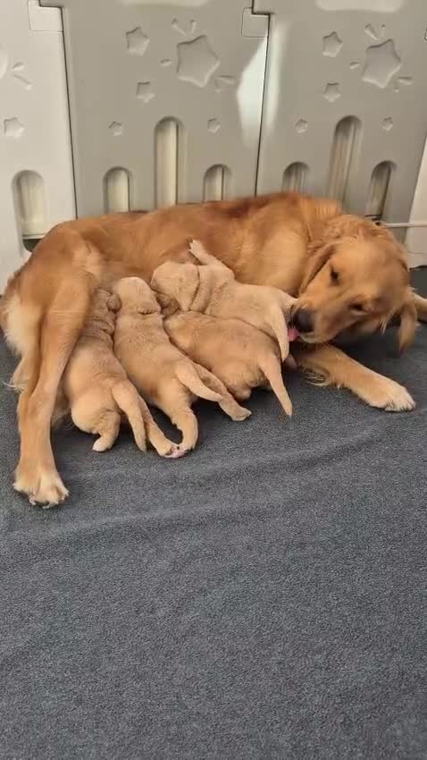 Golden Retriever dogs for sale: KC Golden Retriever Puppies - Video 1