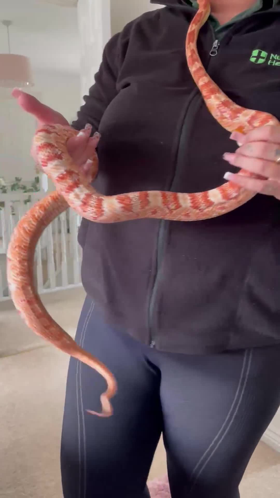 Corn Snake reptiles for sale: Corn snake and setup  - Video 1